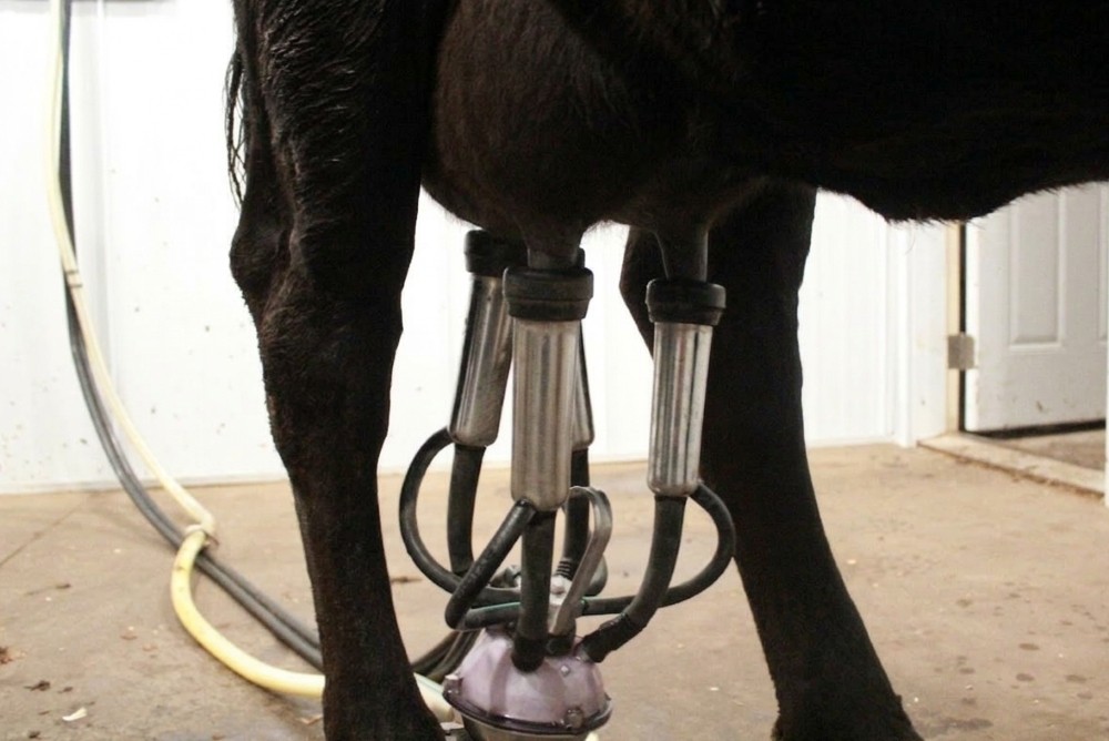 Farm Fresh Facts: Our Milking Process