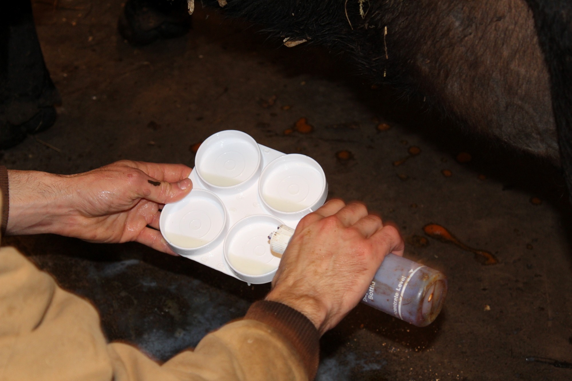 Running a California Mastitis Test