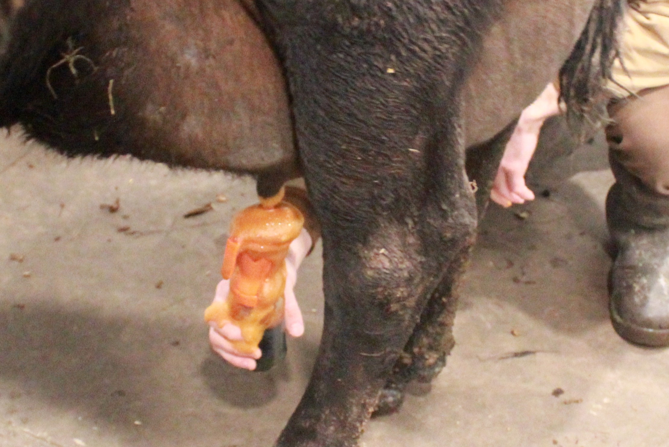 Pre-dipping a cow's teats with sanitizing solution