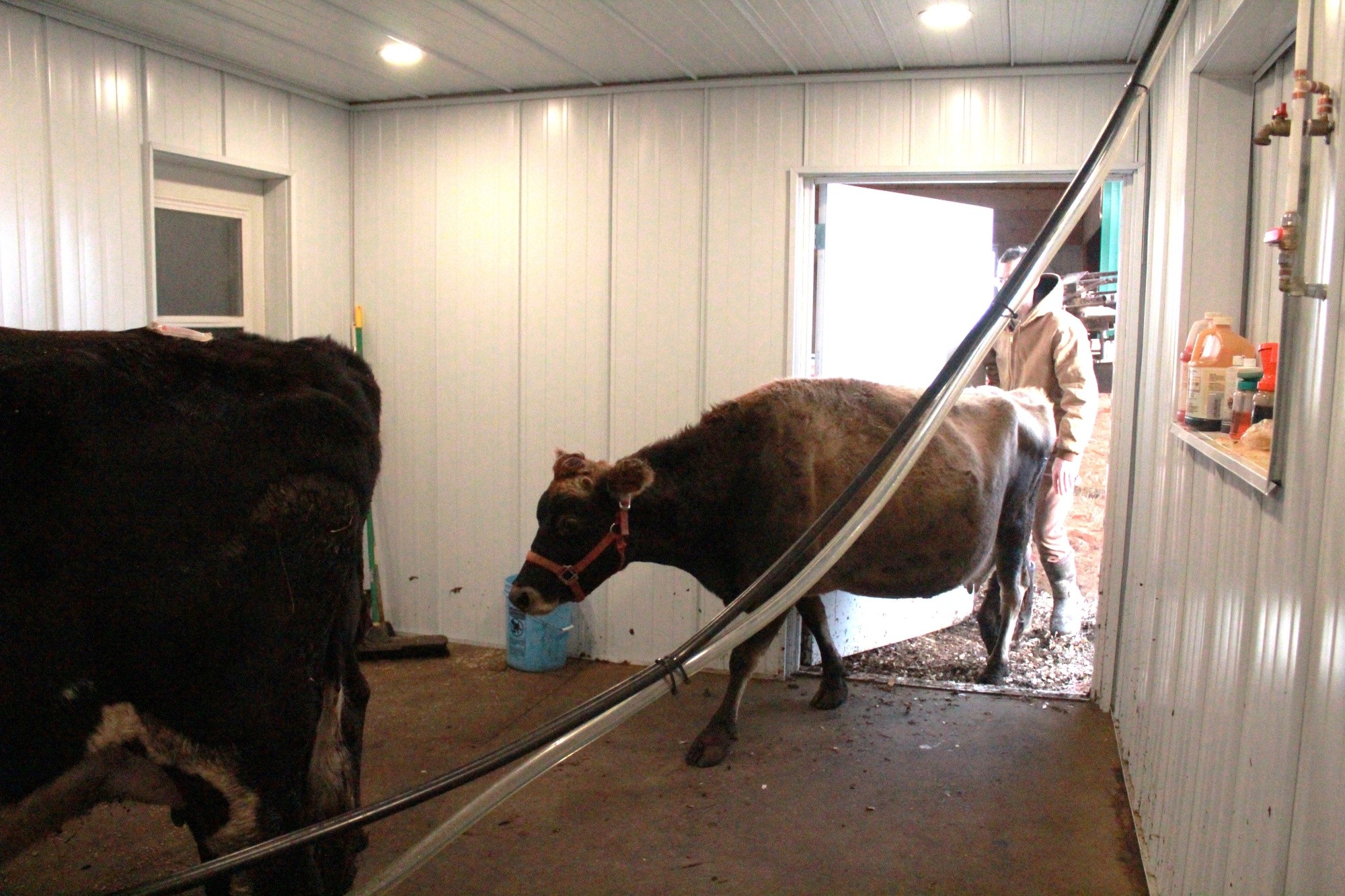 Cows coming into the milking parlor
