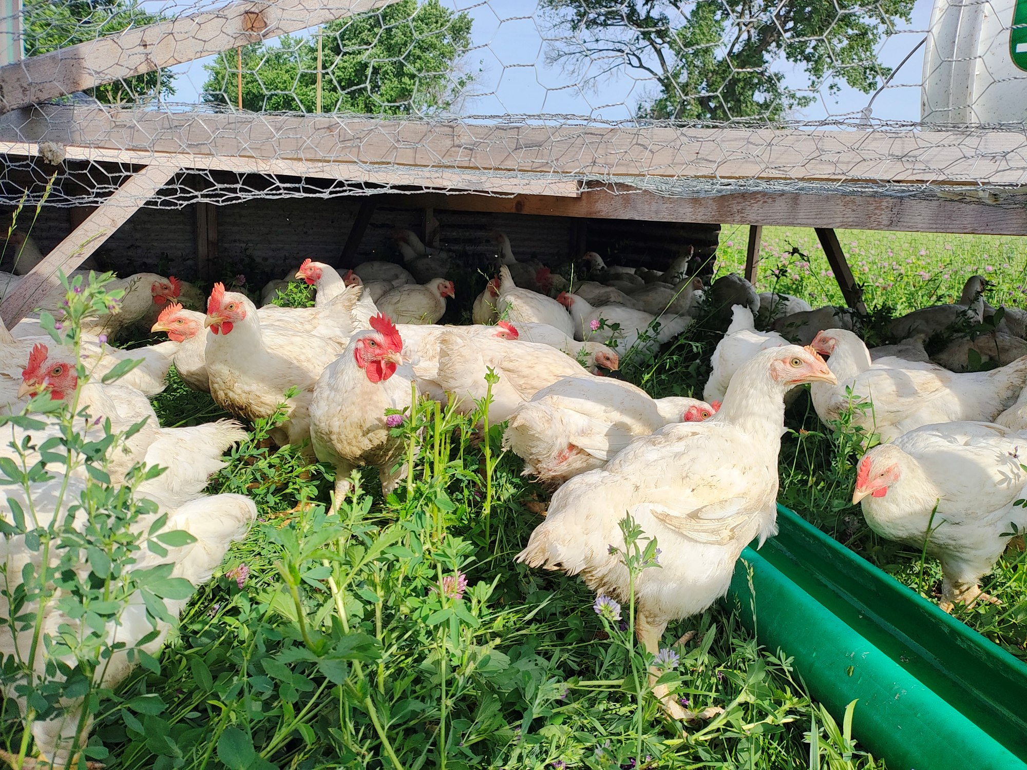 Updates from the Farm: Broilers, Layers, Milk & DIY Cheese