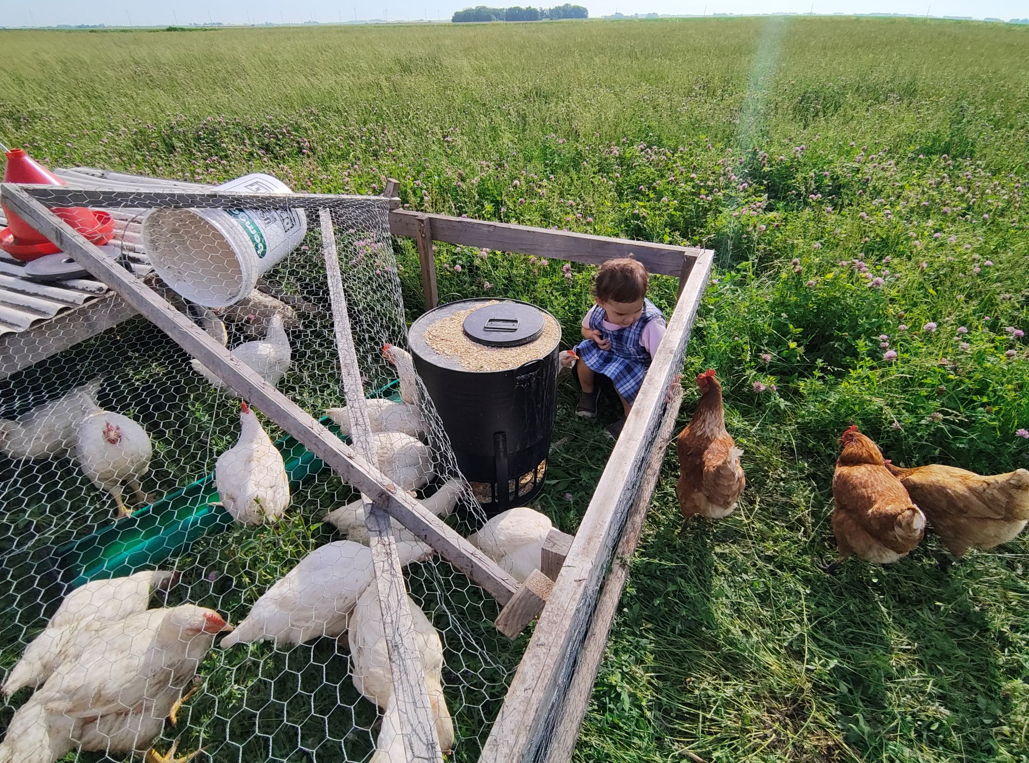 Hadassah helping with broiler chores in the chicken tractor while pastured layer hens look on