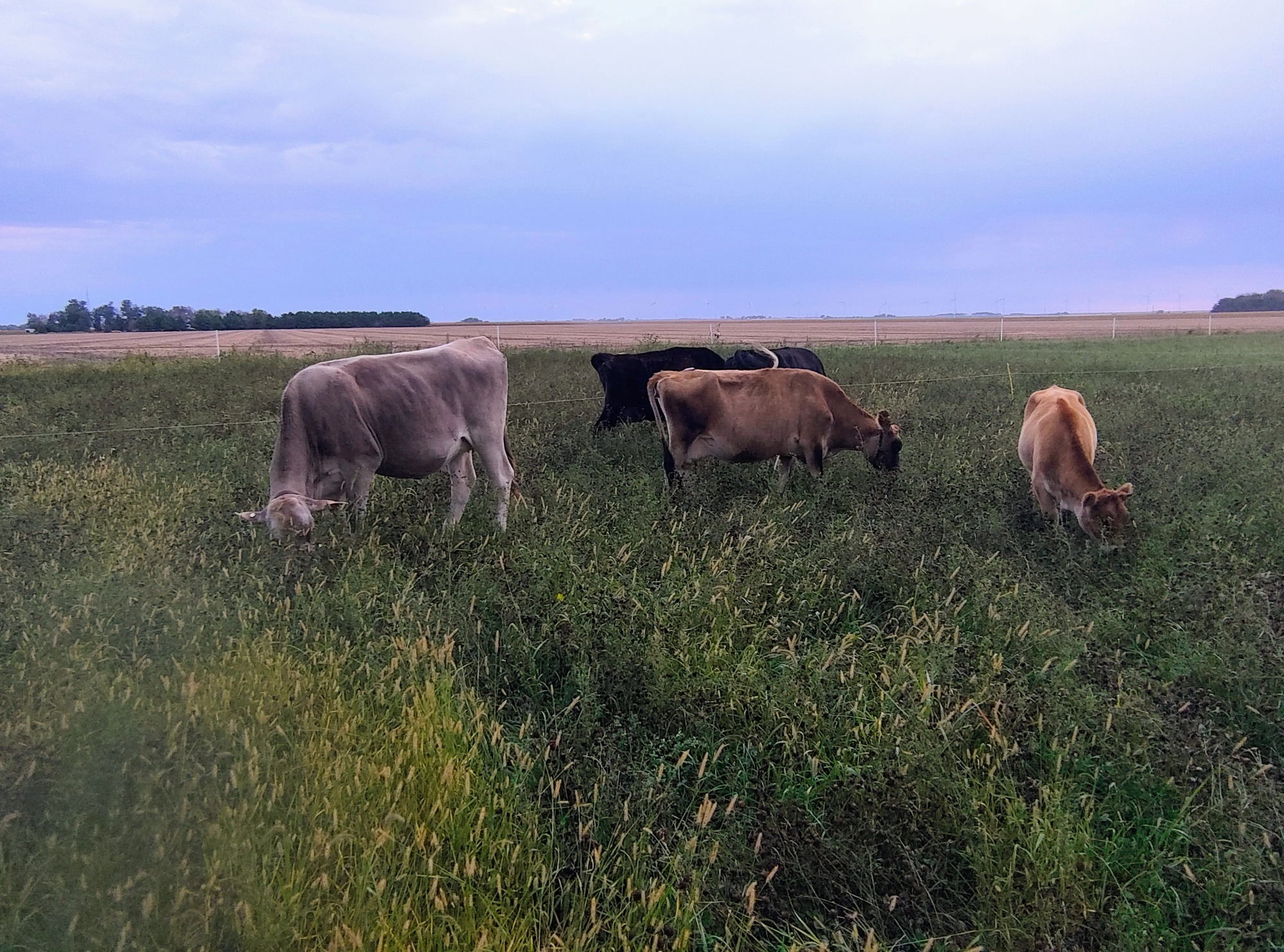 Our New (Ancient) Cow