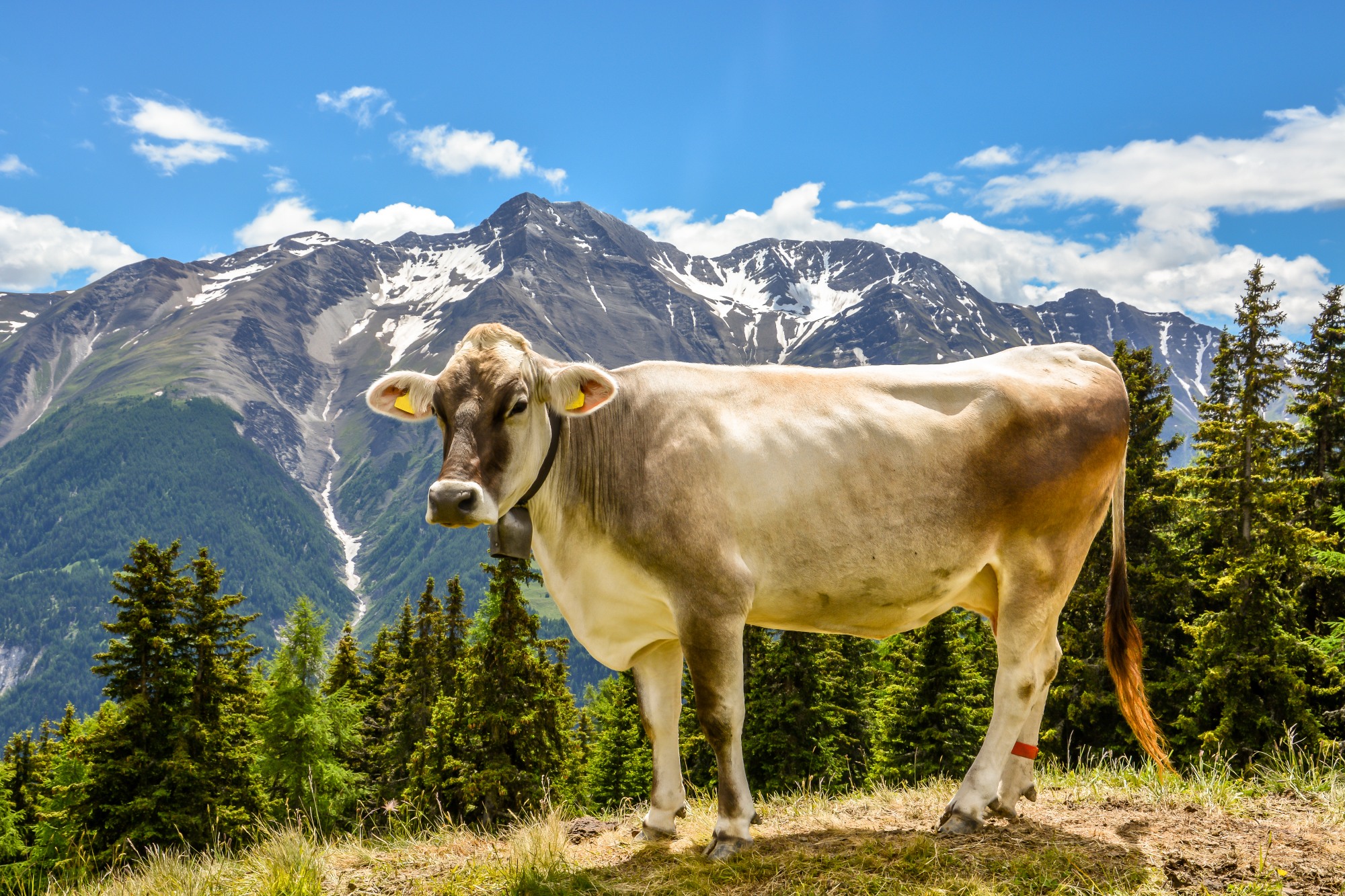 Brown Swiss cow standing in front of snow-capped Alps
