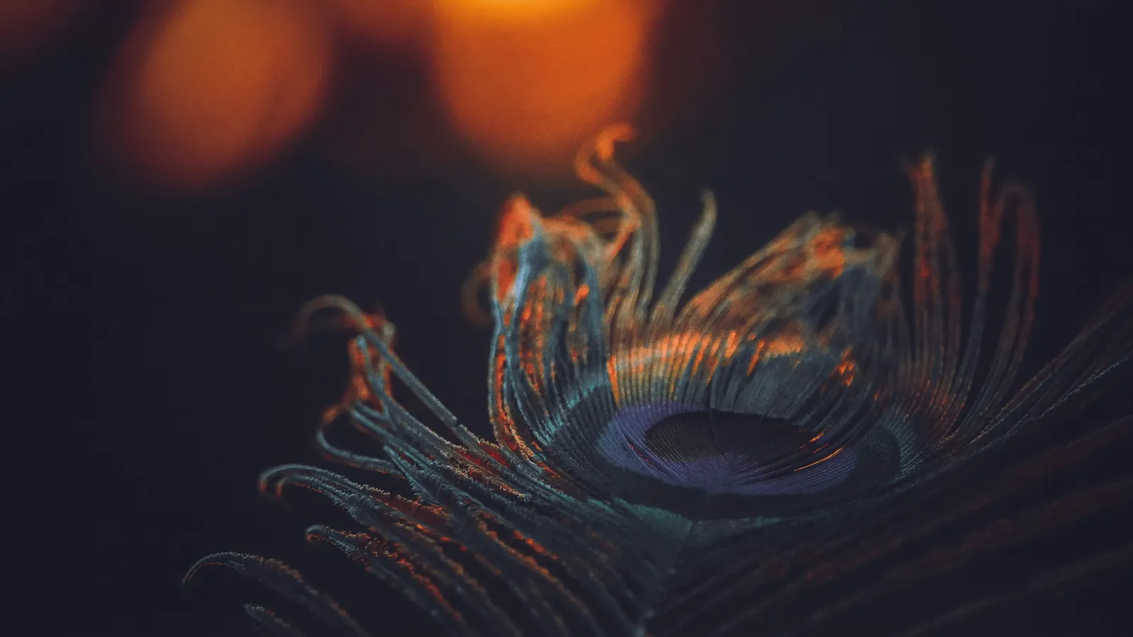 A close-up of a peacock feather in deep blue and amber light
