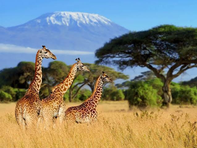 Safari experiences, Kenya
