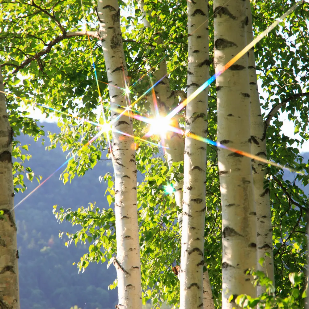 Downy birch trees
