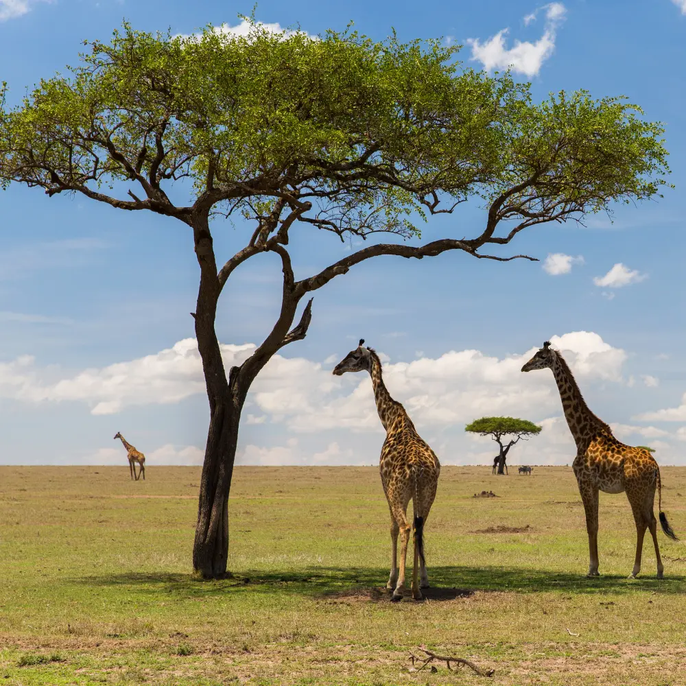 Acacia tree