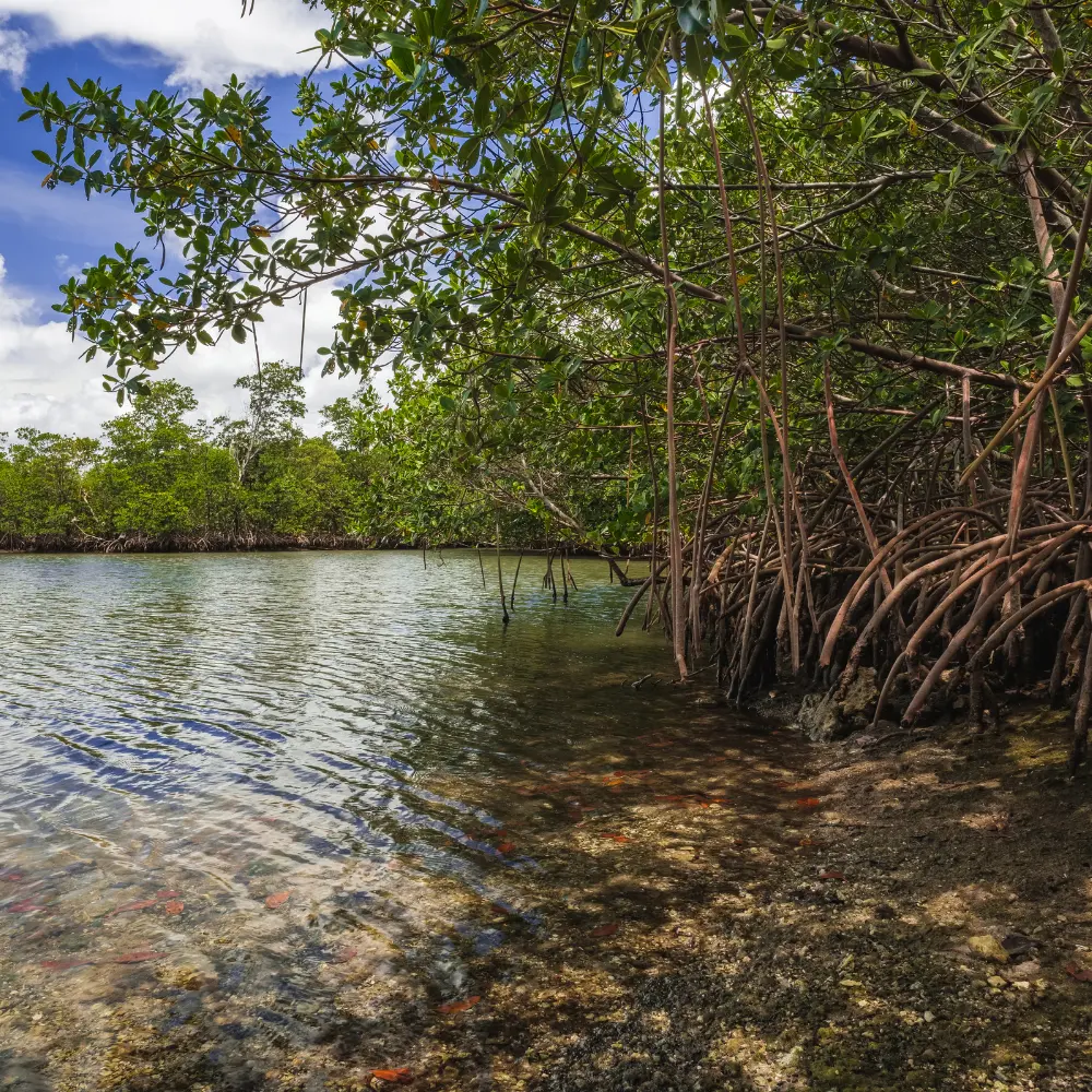 Mangrove tree