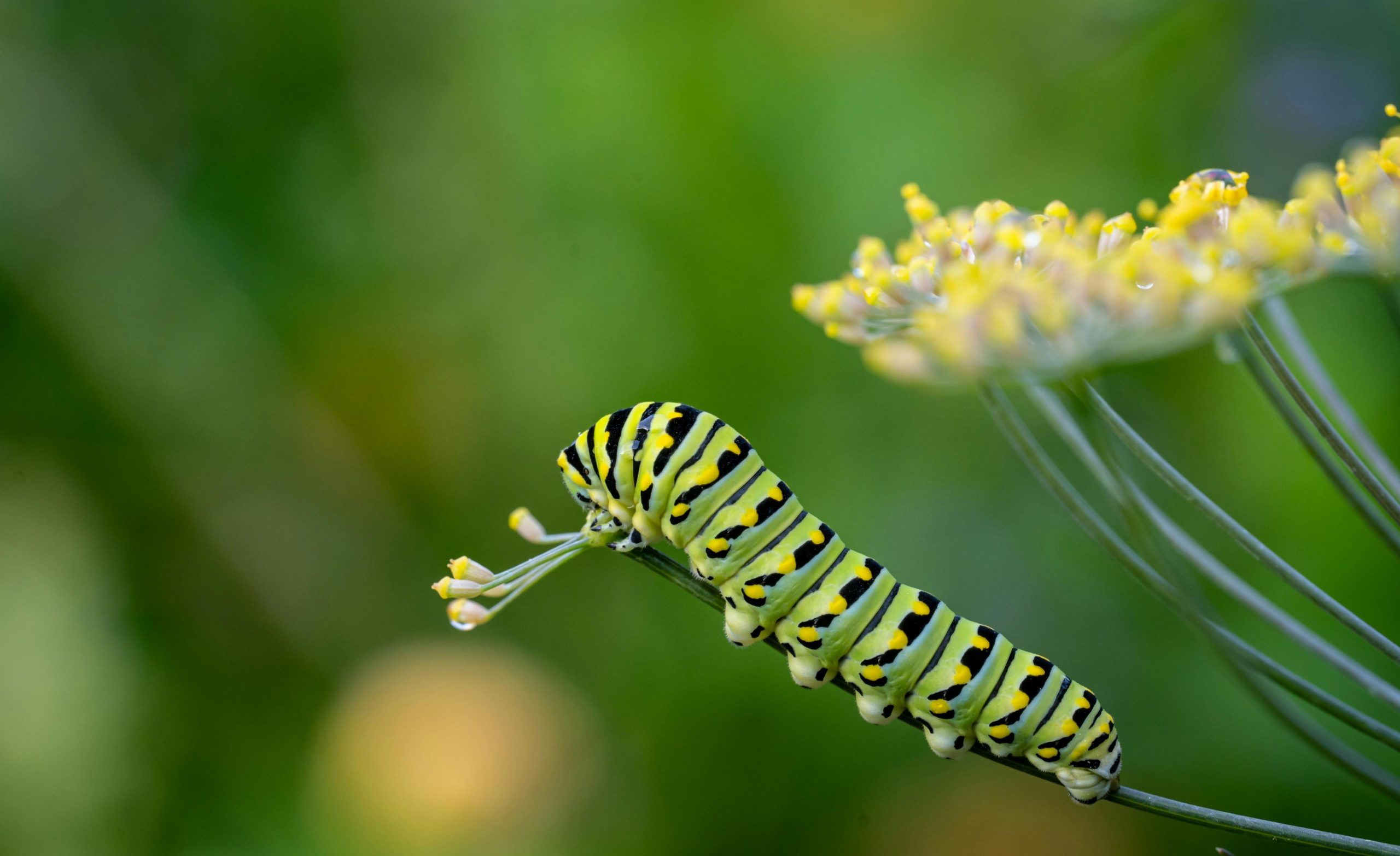 Spring garden pests in Perth: how to protect your plants