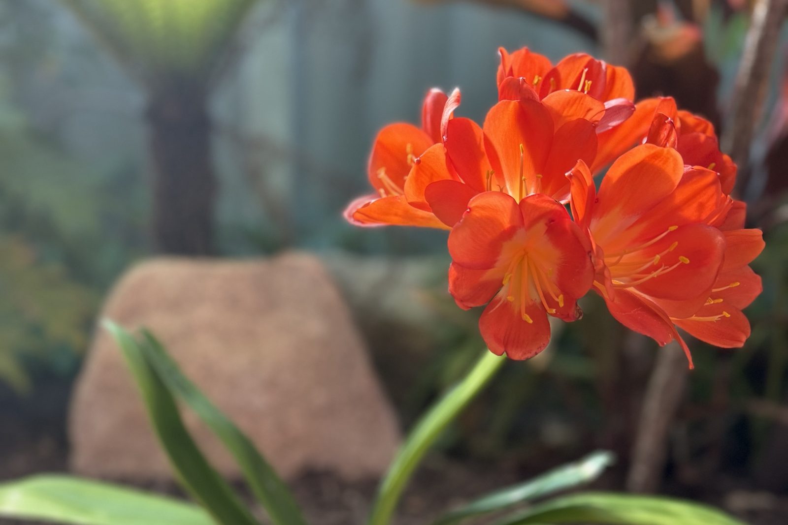 Choosing the right fertiliser for Perth gardens