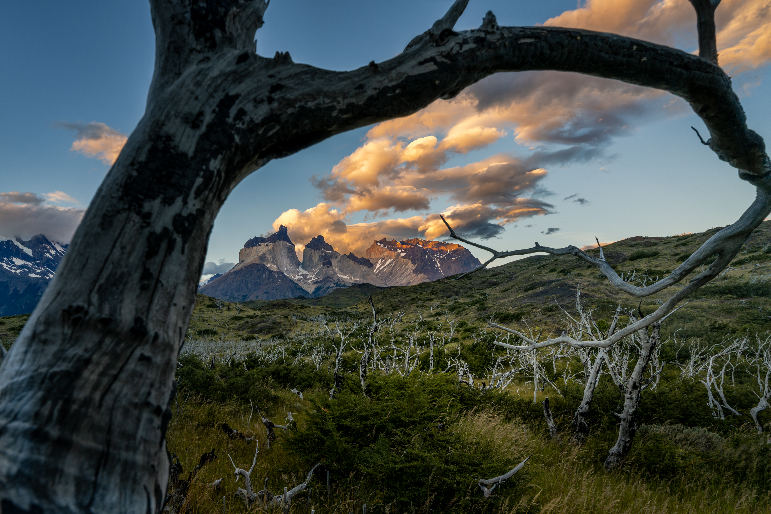 Abgestorbener Baum rahmt die Cuernos del Paine unter goldenen Wolken