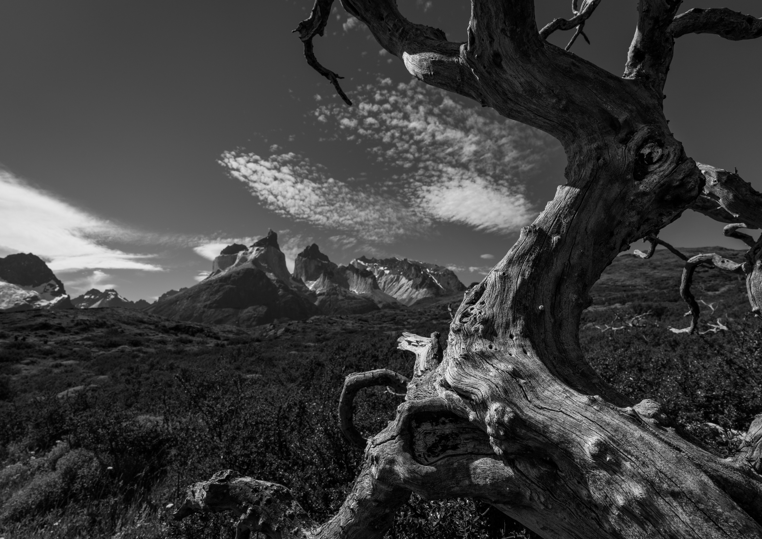 Knorriger toter Baum vor den Cuernos del Paine in Schwarzweiß