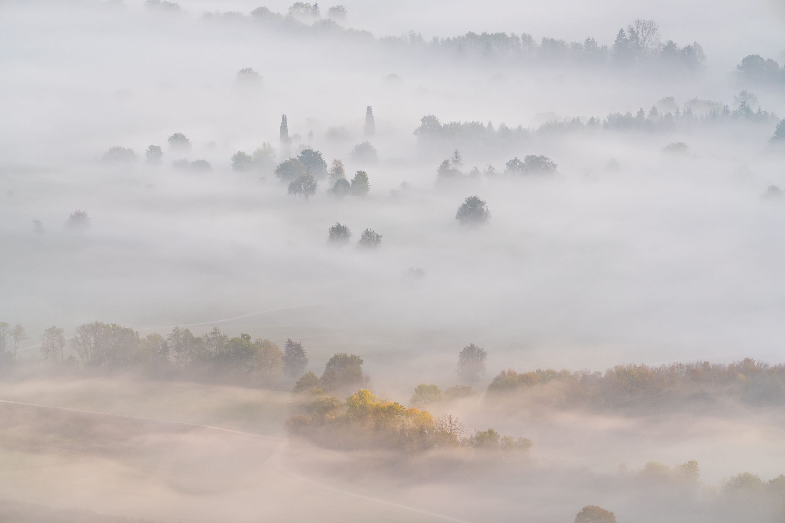 Baumgruppen tauchen aus dichtem Talnebel auf