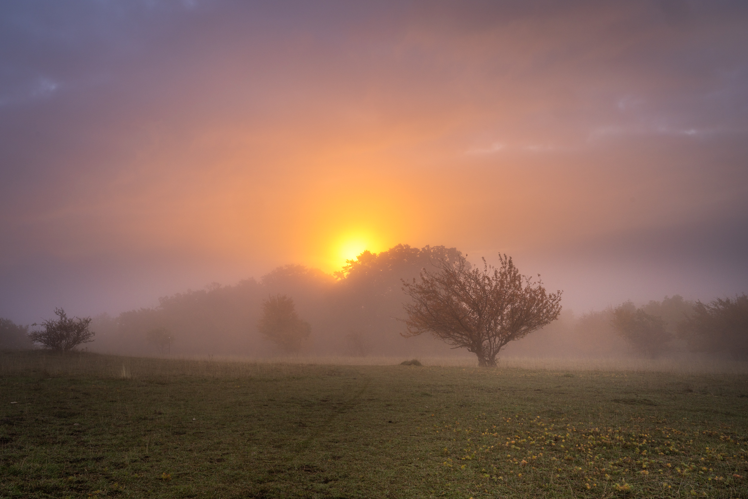 Sonne scheint durch Morgennebel über einer Heide mit einzelnen Bäumen
