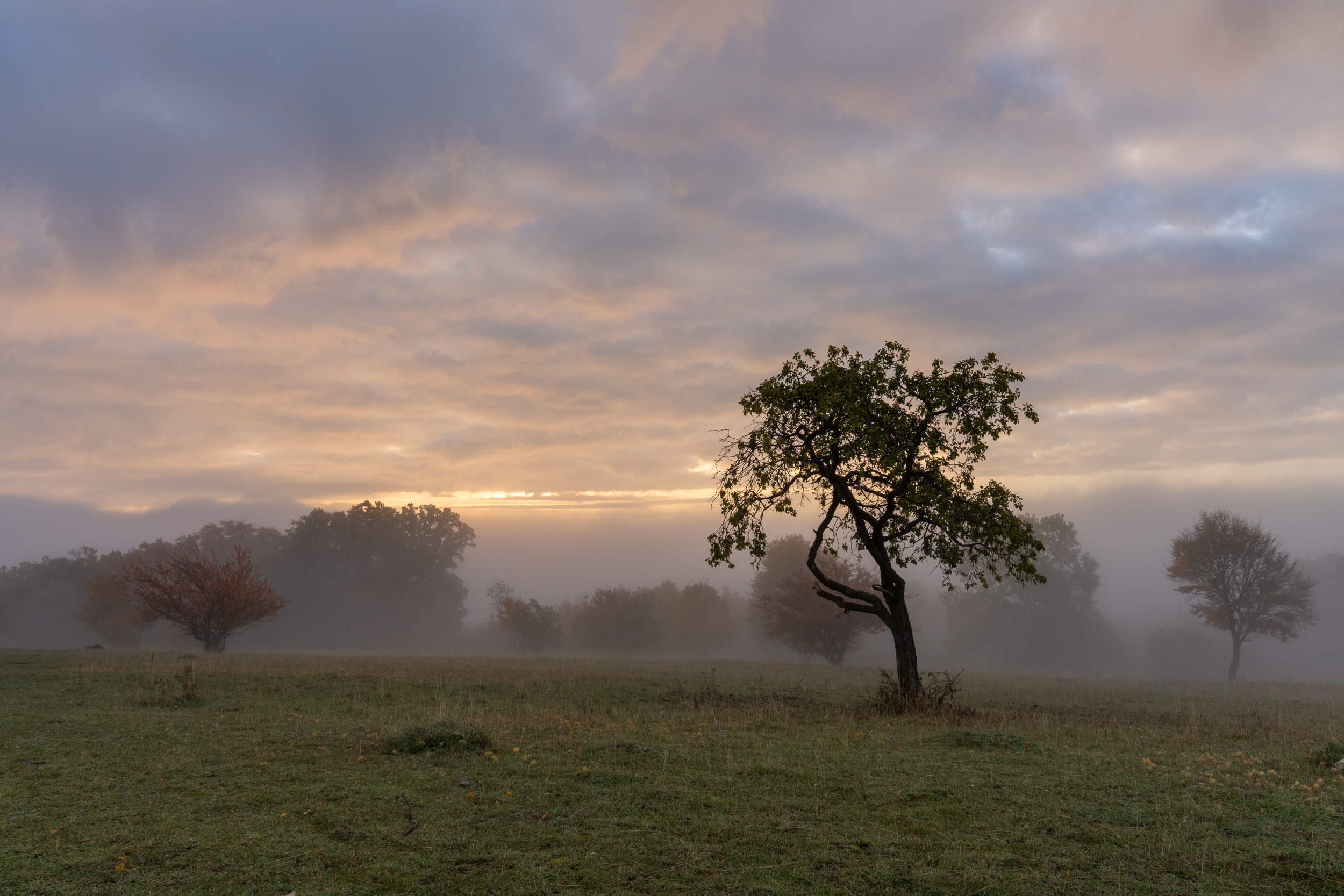 Einzelner Baum auf der Heide unter weichem Morgenhimmel