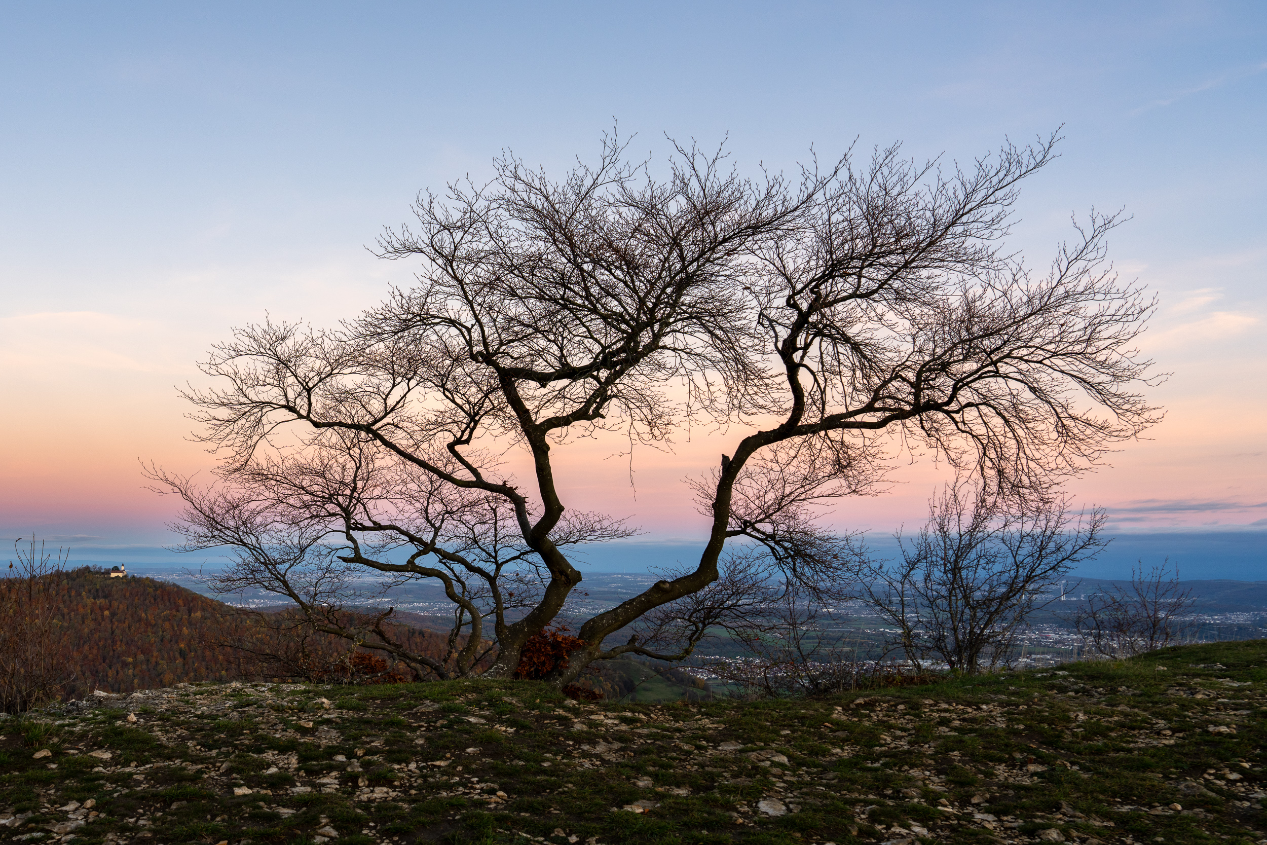 Kahler Baum vor zartrosa Dämmerungshimmel, dahinter das Albvorland