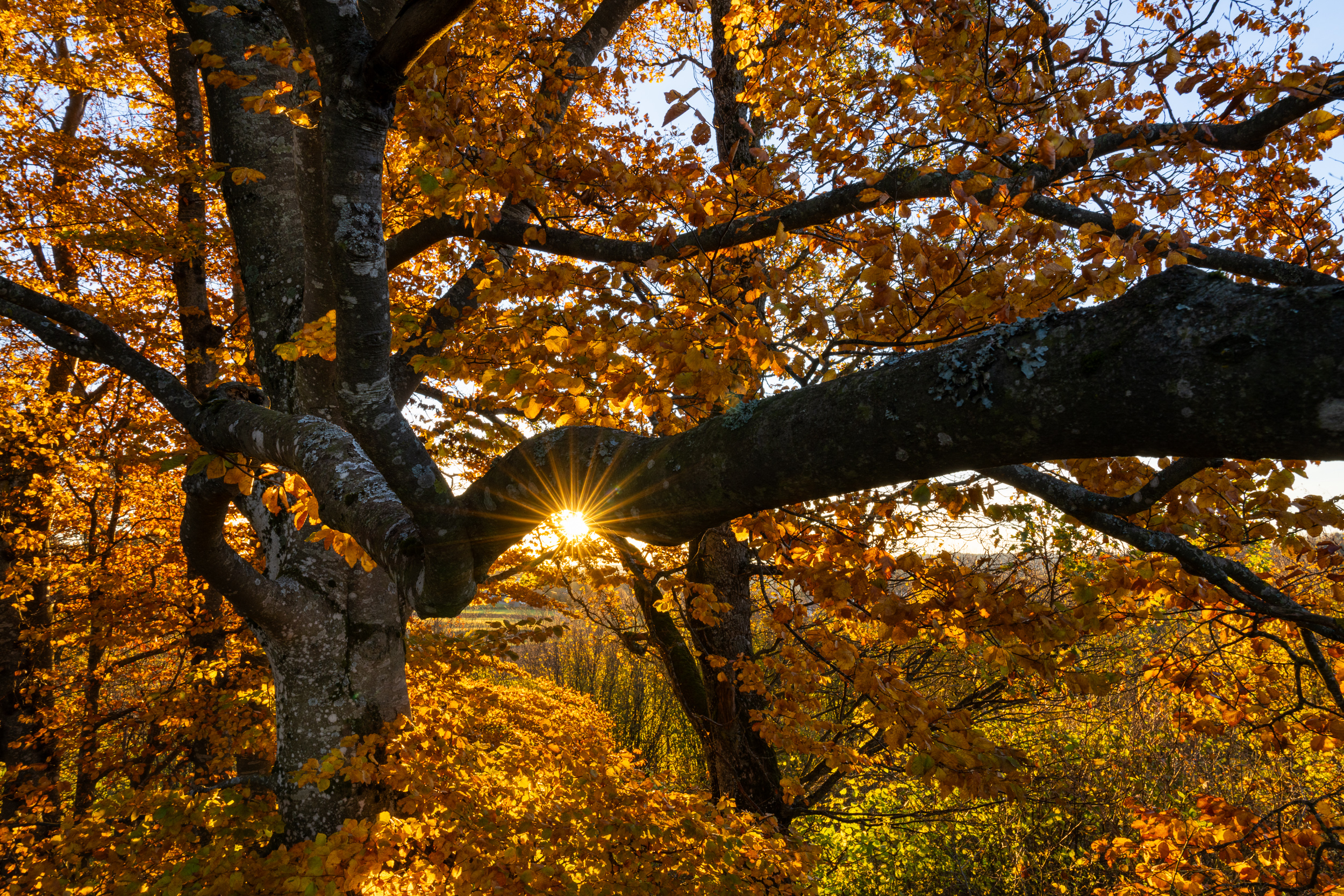 Knorrige Buche in goldenem Herbstlaub, die Sonne blitzt durch die Äste