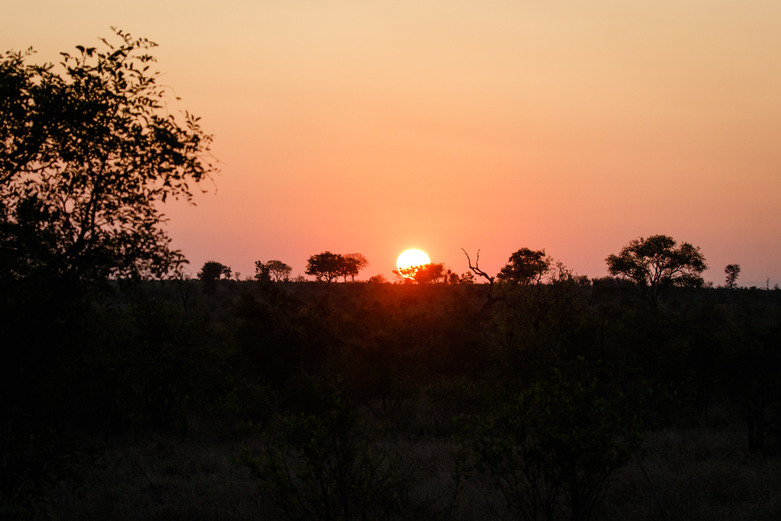 Sabi Sand (Londolozi)