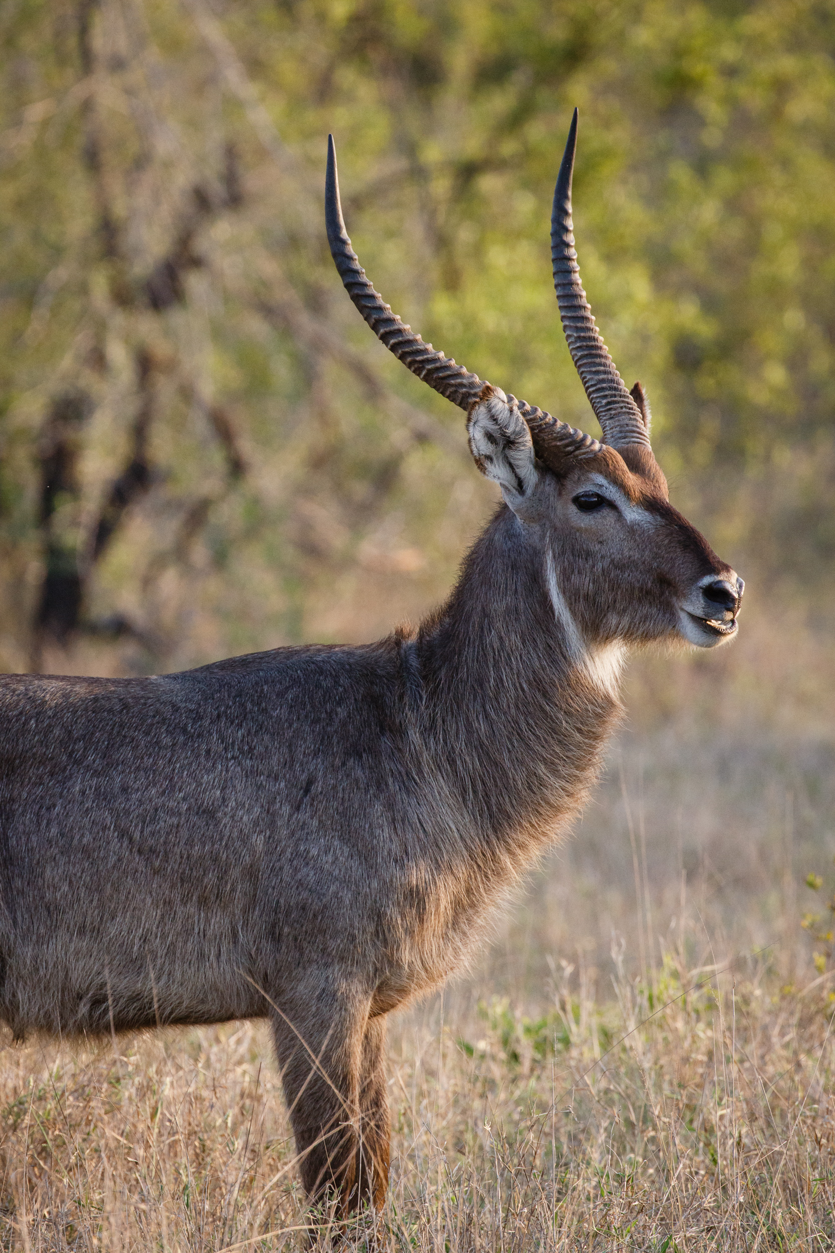 Wasserbock mit geschwungenen Hörnern im Profil