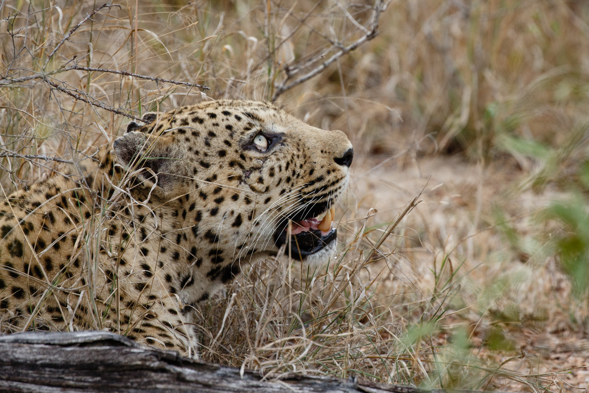 Leopard faucht mit gefletschten Zähnen im trockenen Gras