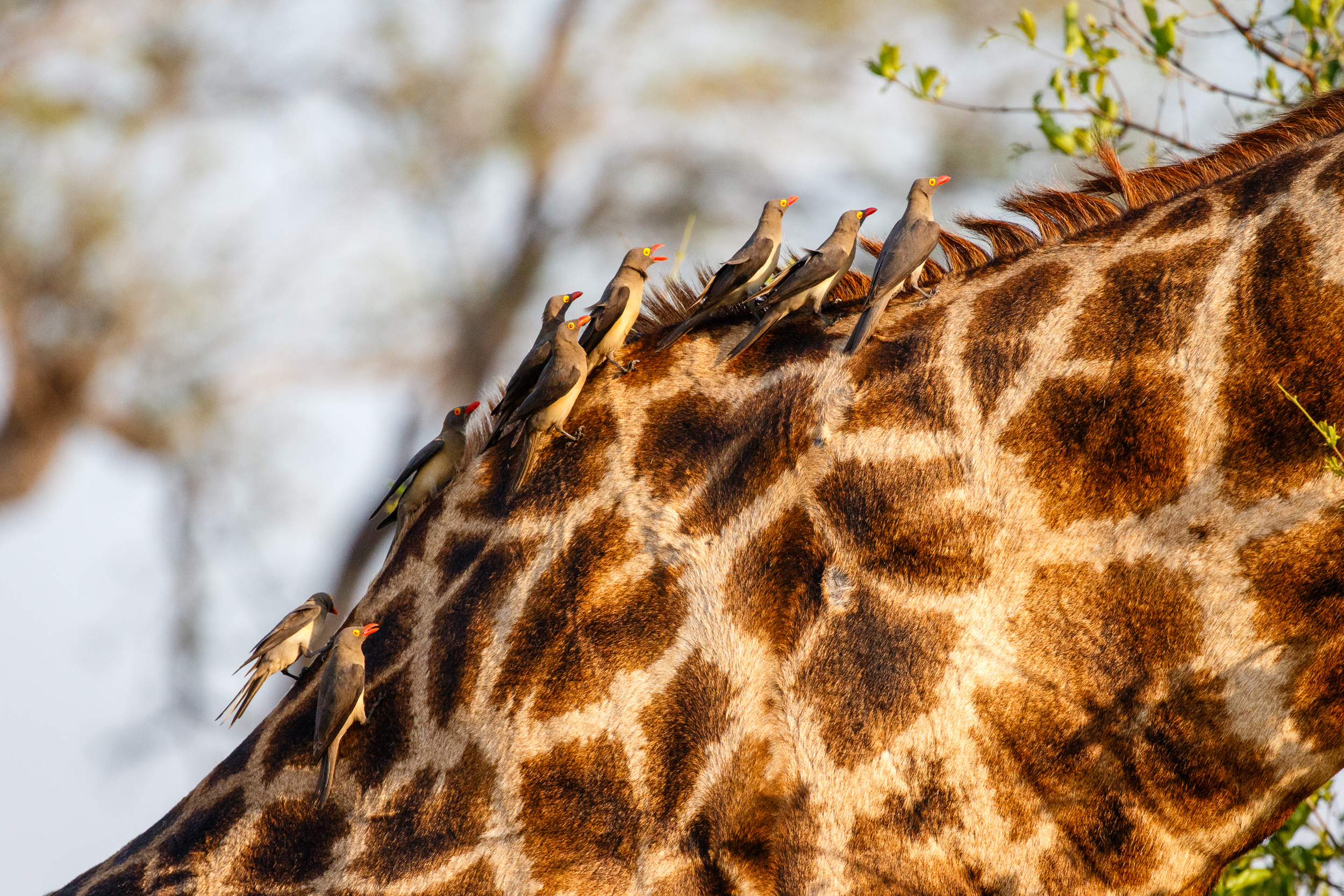 Madenhacker sitzen im Nacken einer Giraffe