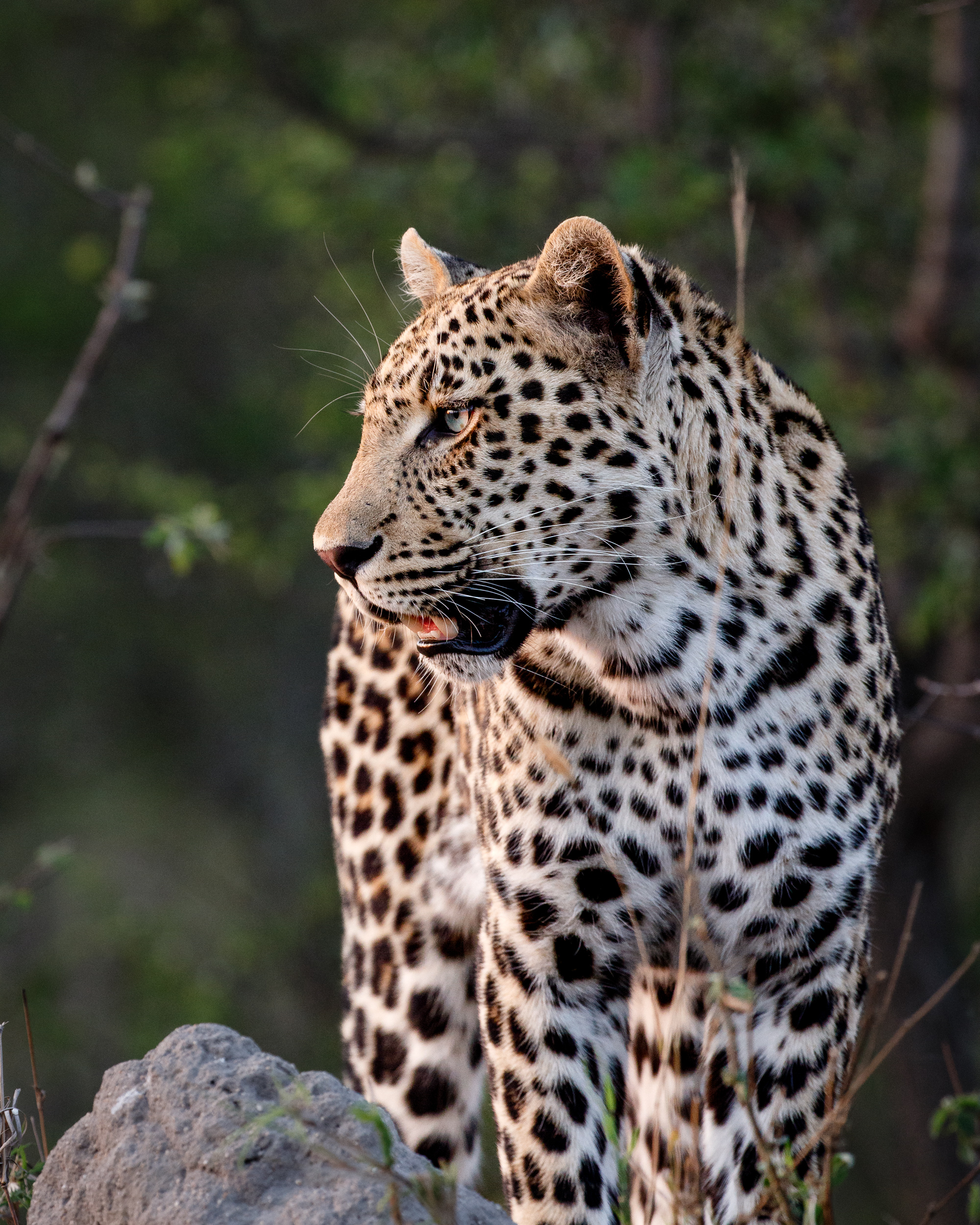 Leopard auf einem Felsen blickt zur Seite