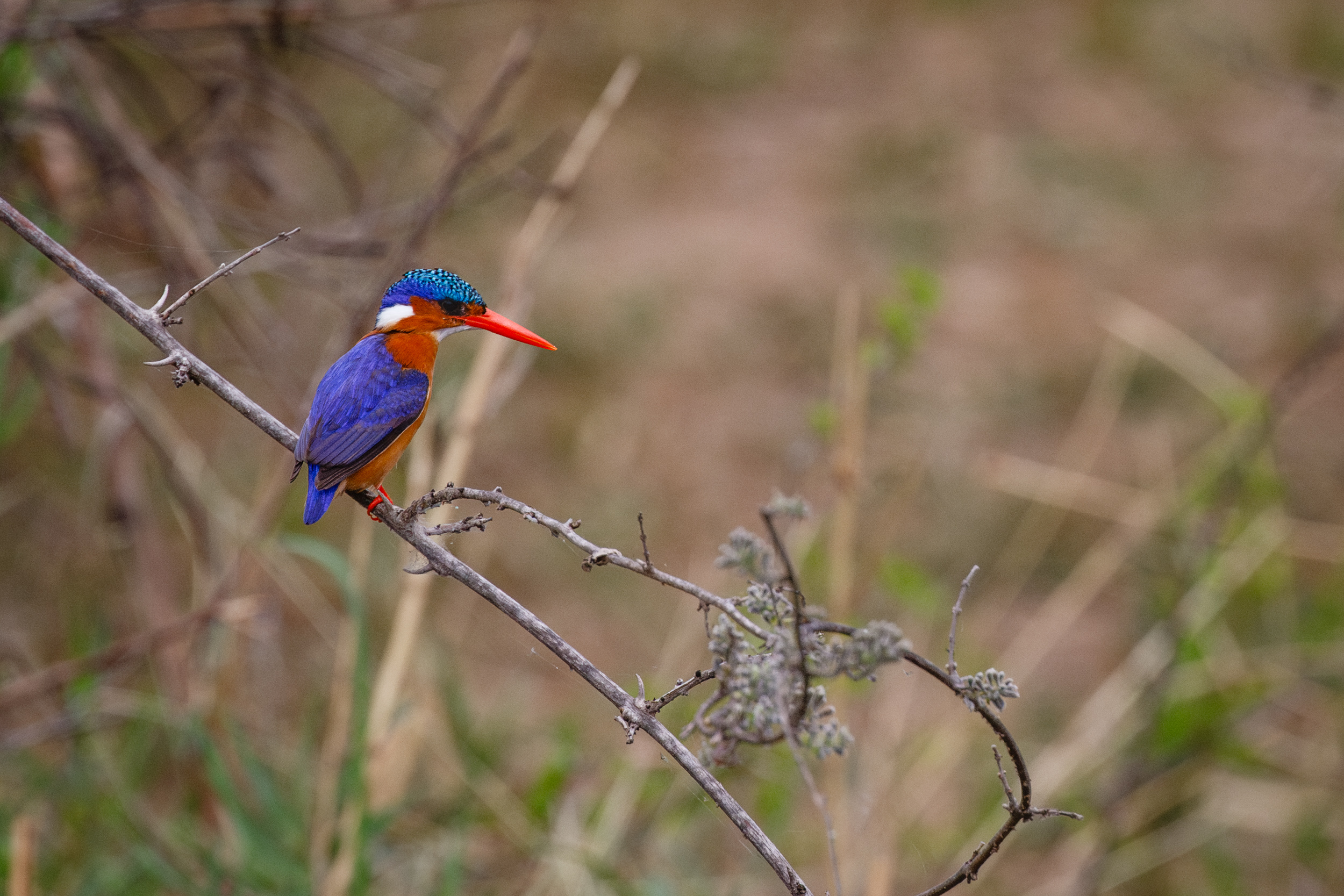 Malachiteisvogel auf einem dünnen Zweig