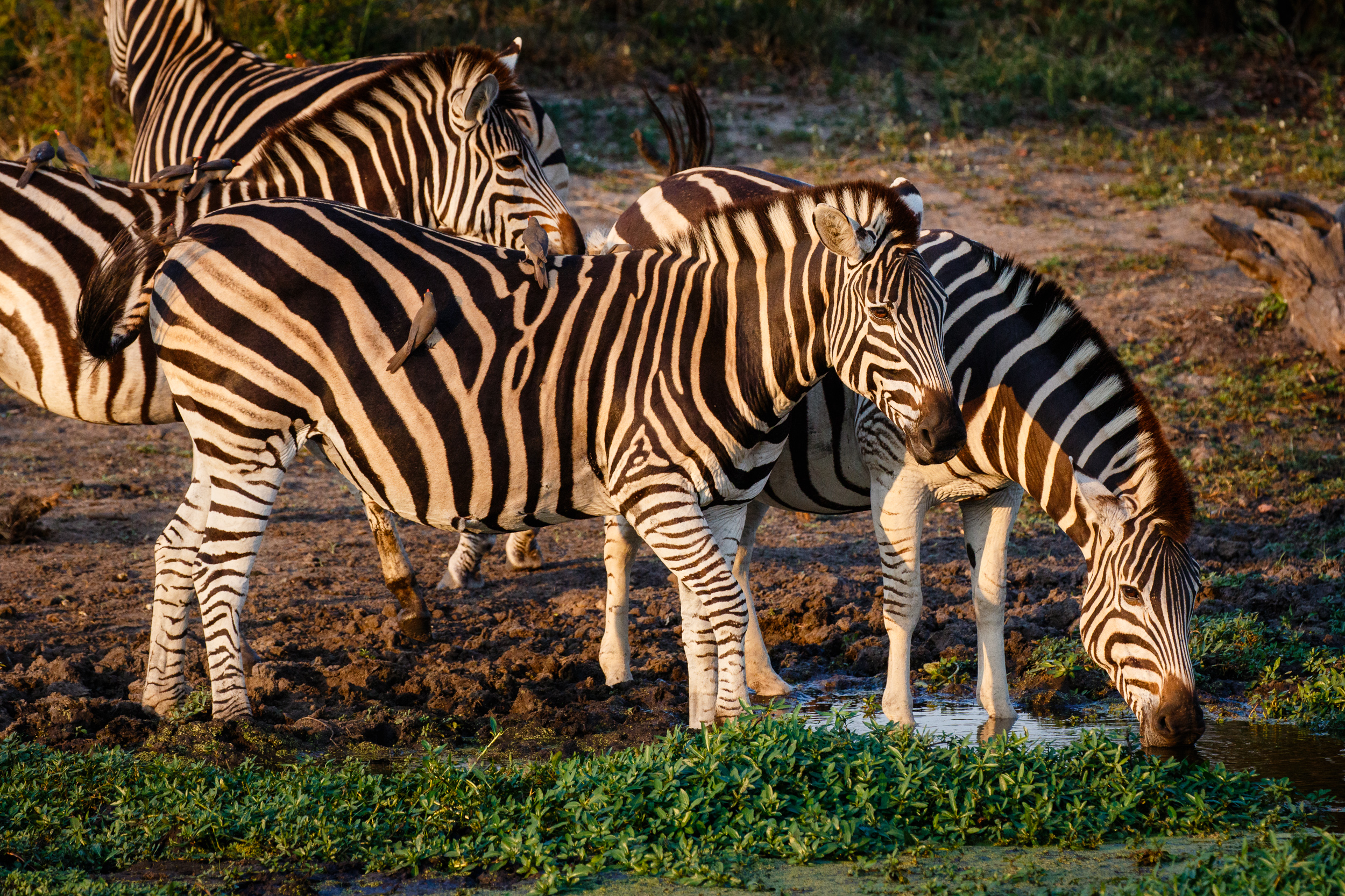 Zebras trinken an einem Wasserloch im warmen Abendlicht