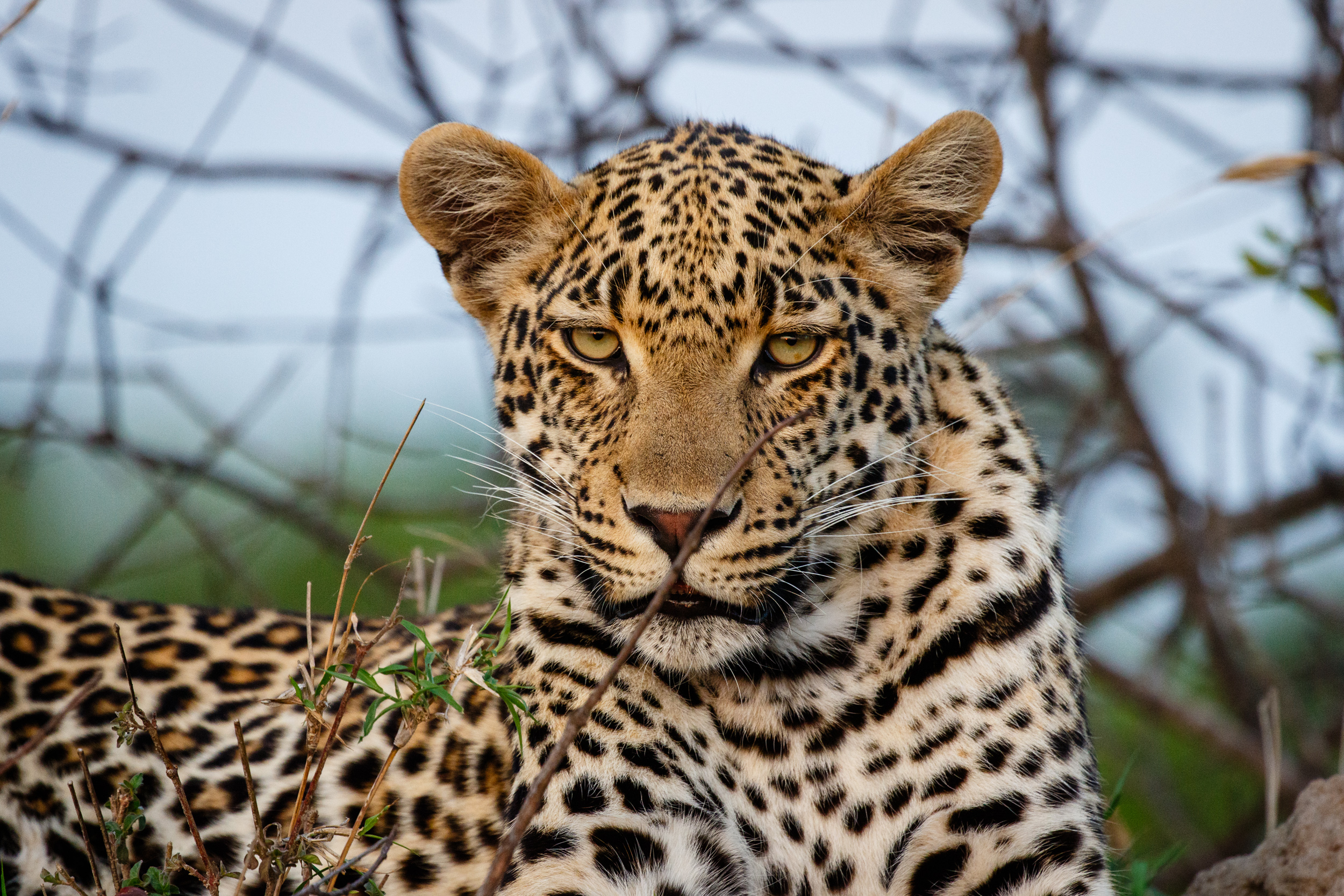 Leopard liegt zwischen kahlen Ästen und blickt direkt in die Kamera
