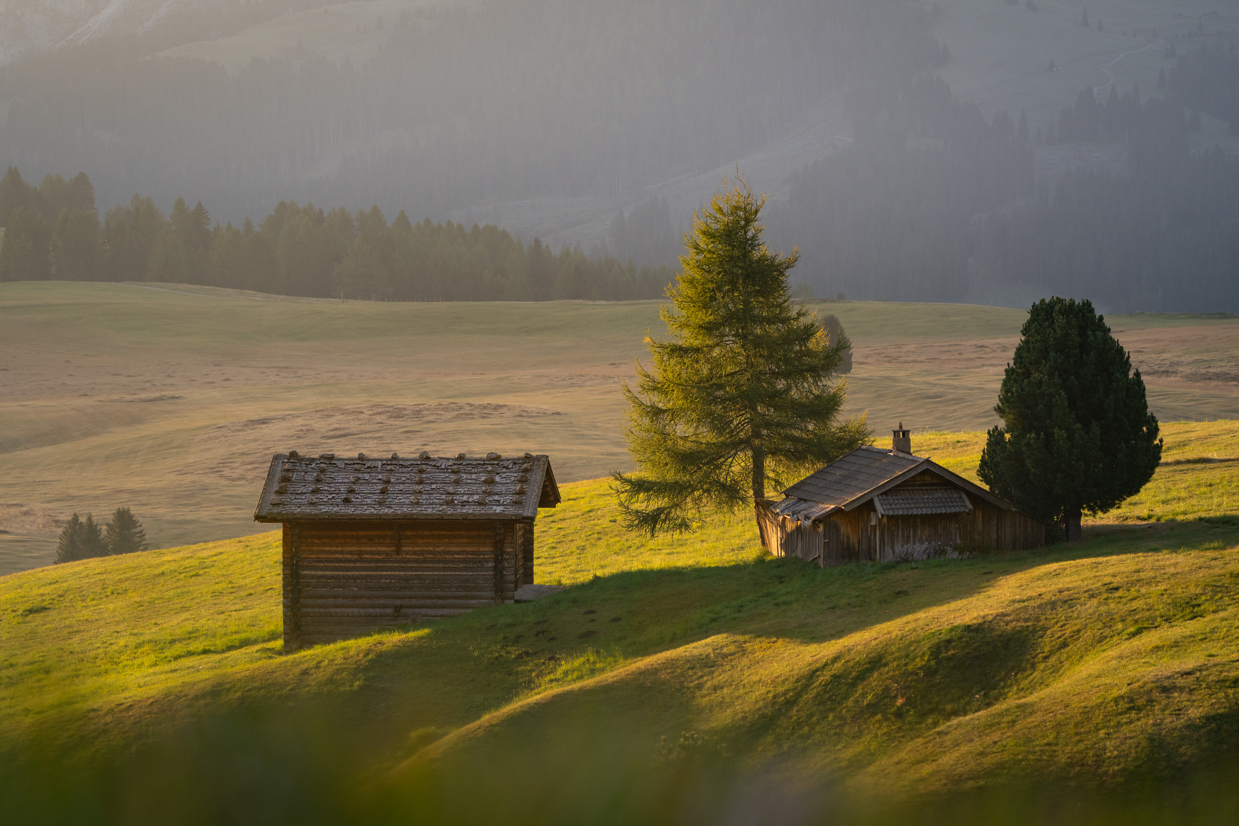 Zwei Heustadel und eine Lärche im warmen Gegenlicht auf der Alm