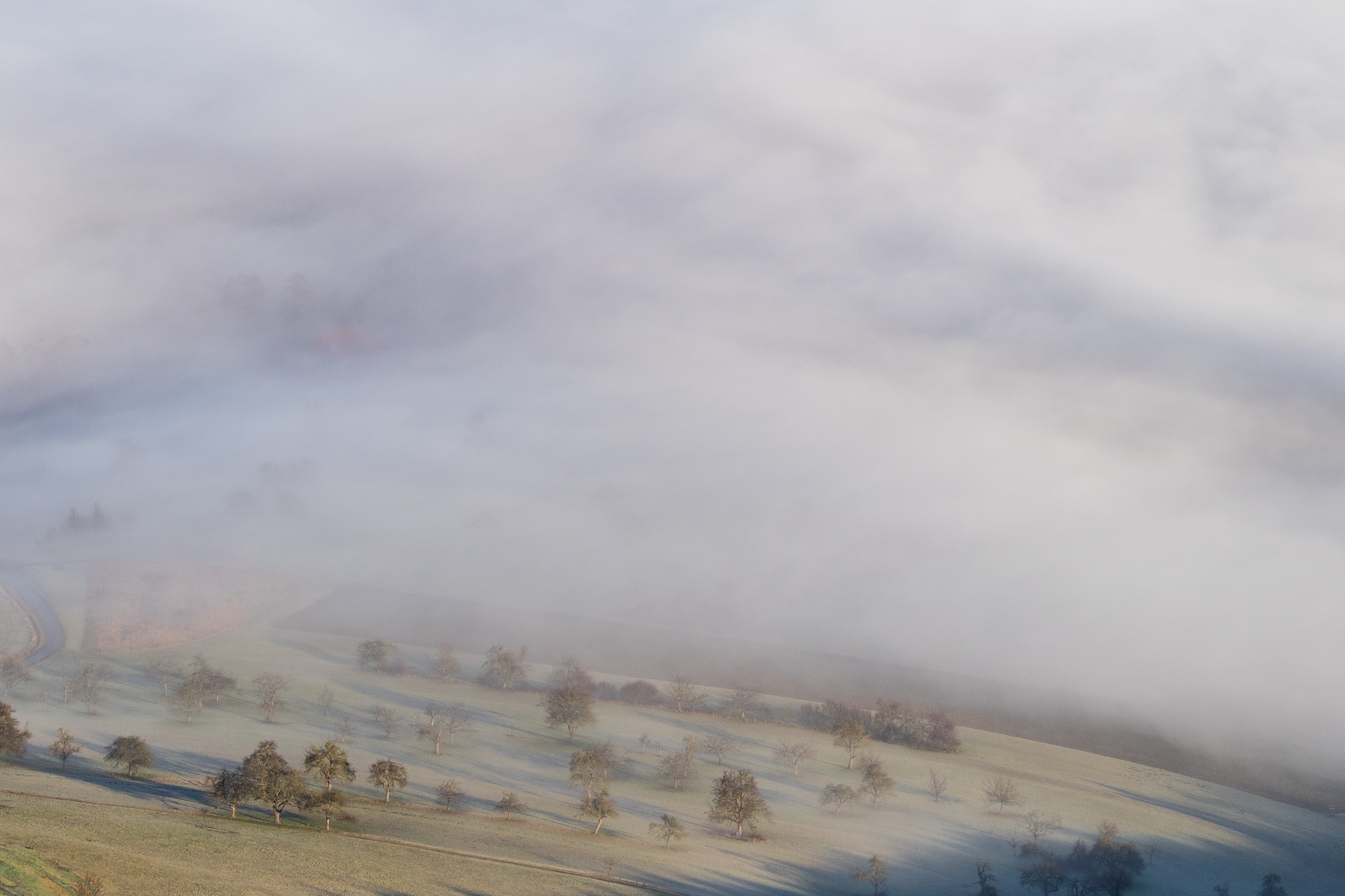 Nebel zieht über eine Wiese mit einzelnen Bäumen