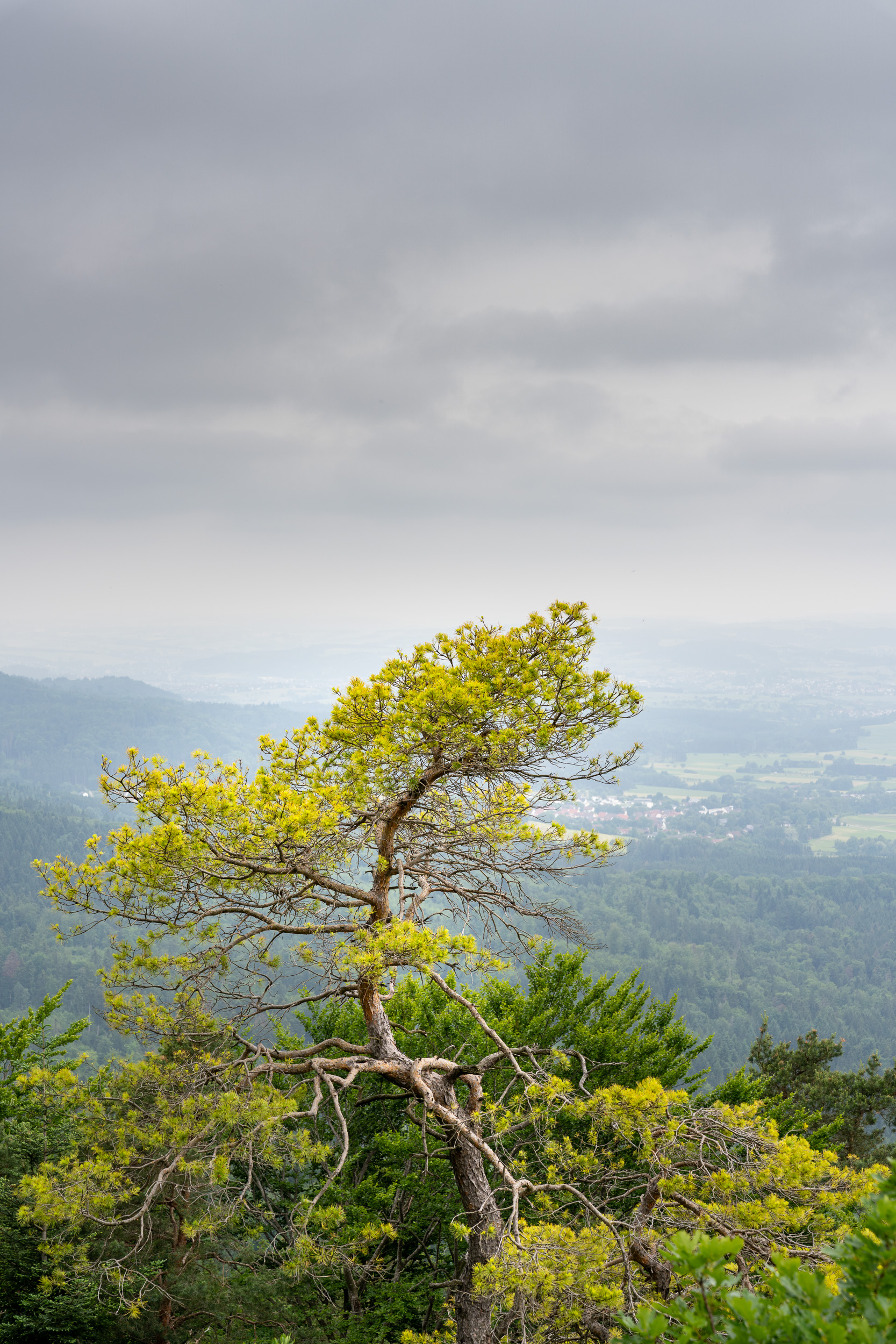 Kiefer mit hellgrünen Trieben am Albtrauf, dahinter das Tal unter grauen Wolken
