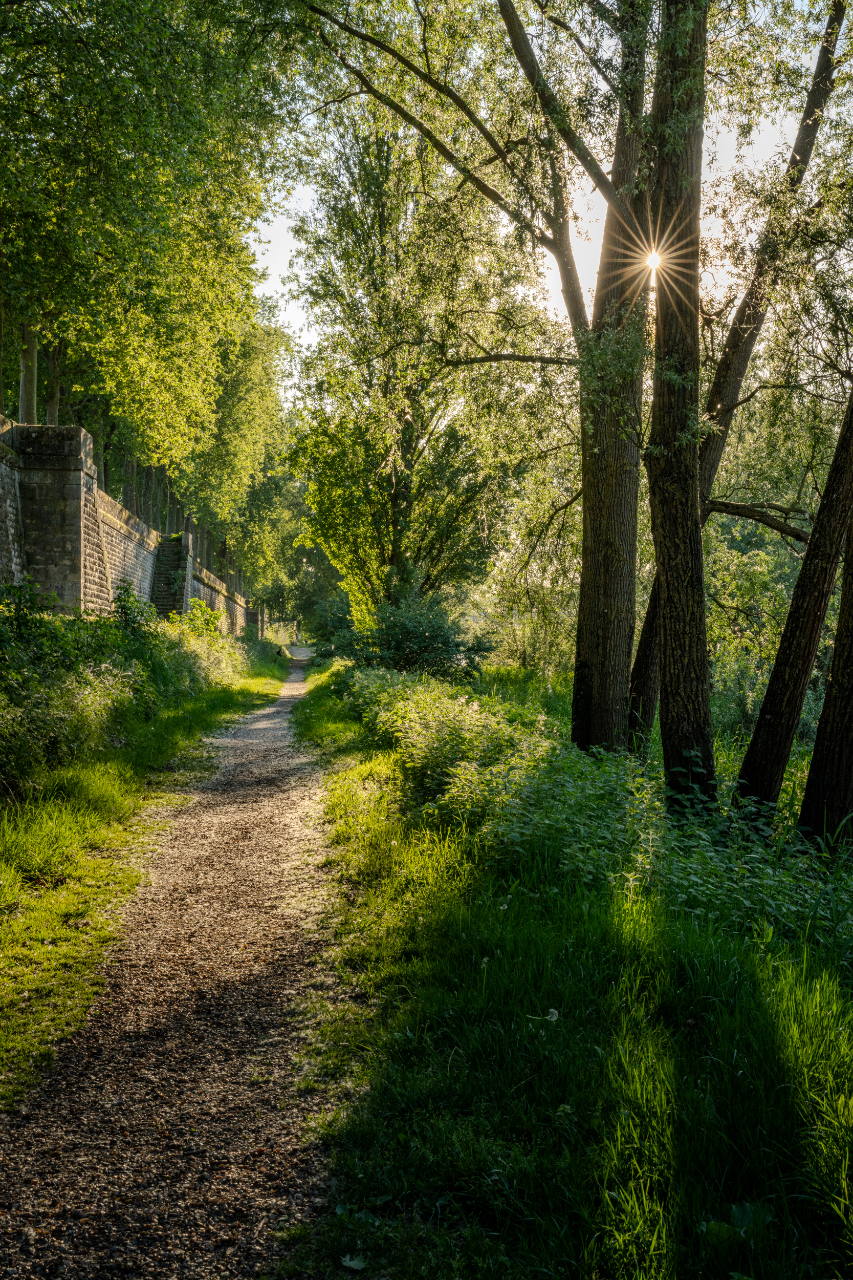 Sonnenstern zwischen Bäumen über einem Weg entlang einer alten Mauer