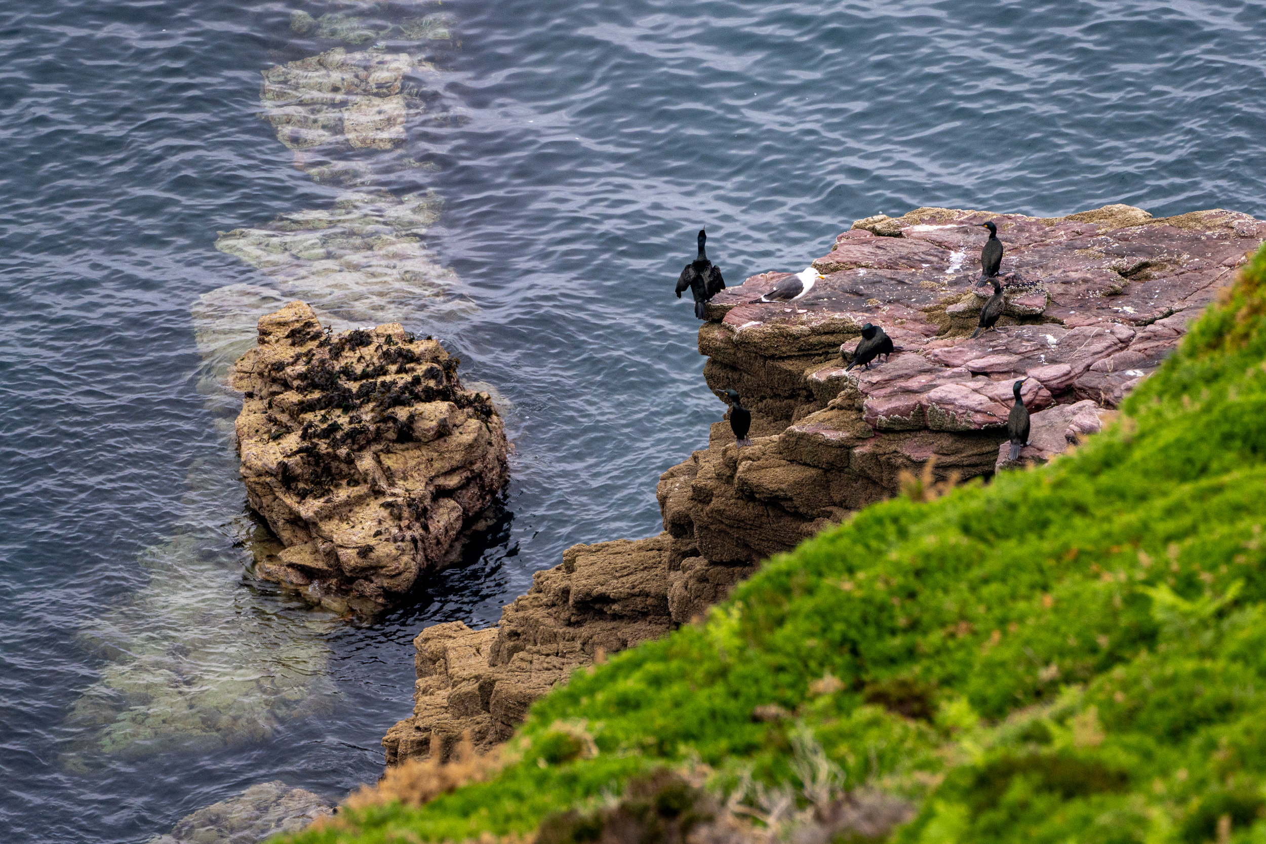 Kormorane auf Felsen über dem Meer