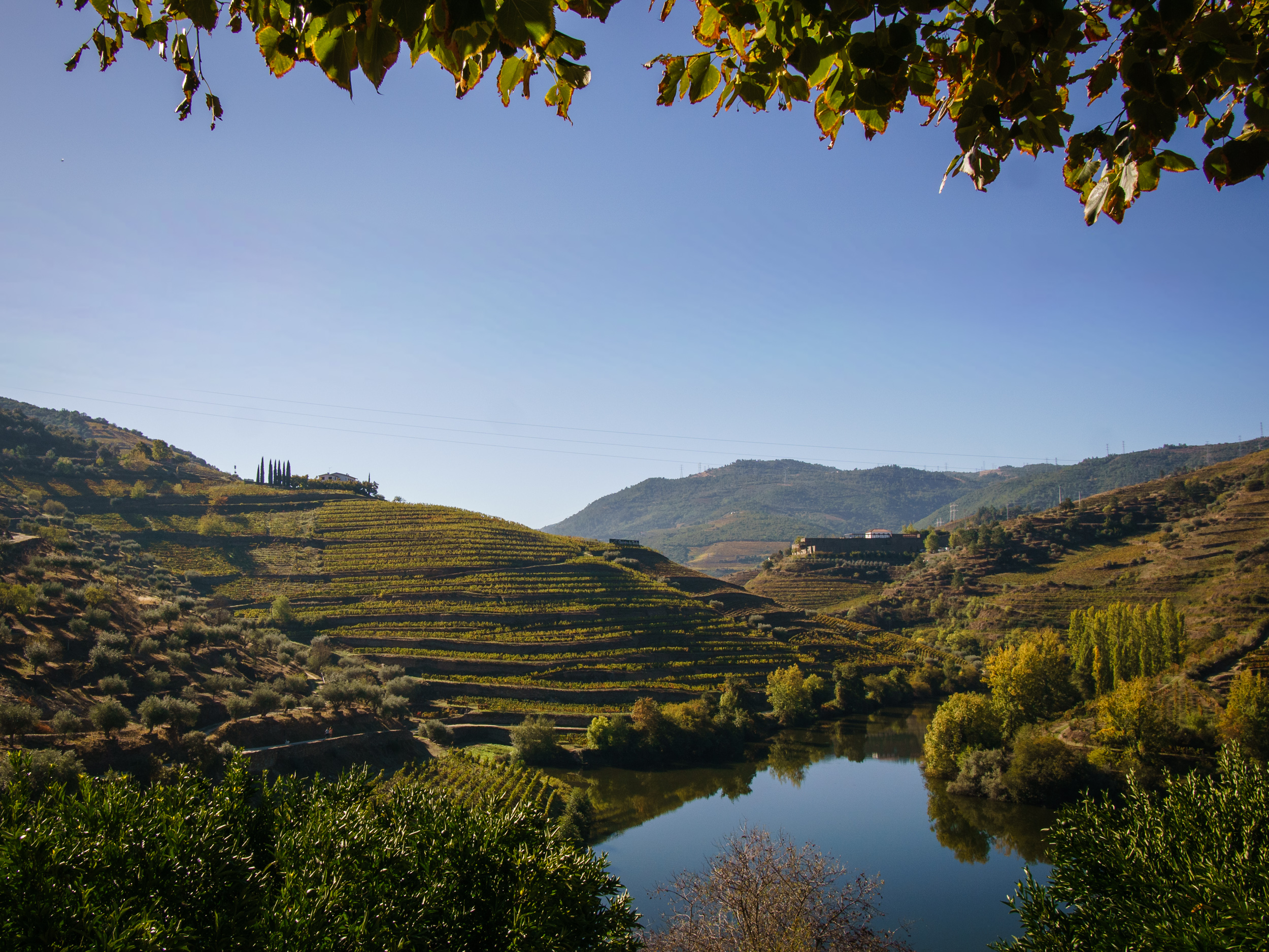 Weinterrassen am Douro, eingerahmt von Herbstlaub