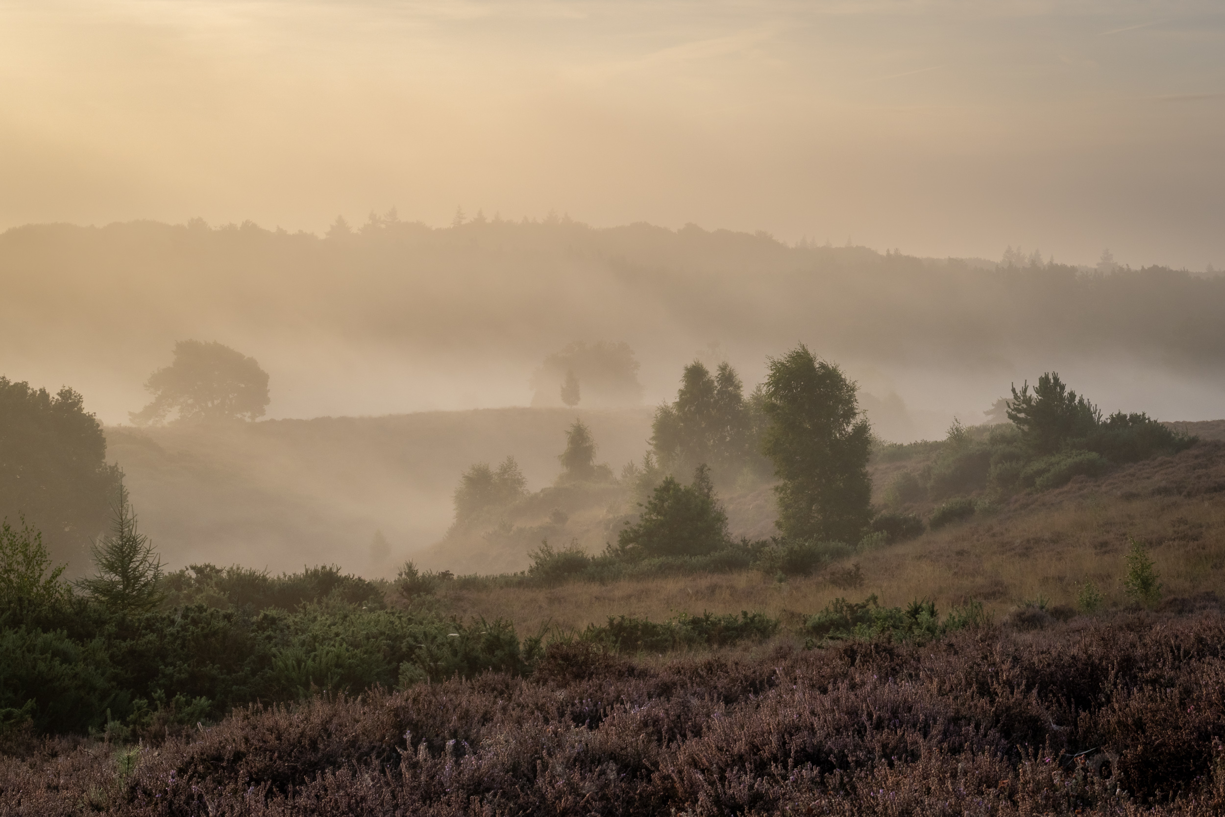 Morgennebel zwischen Bäumen über der Heide