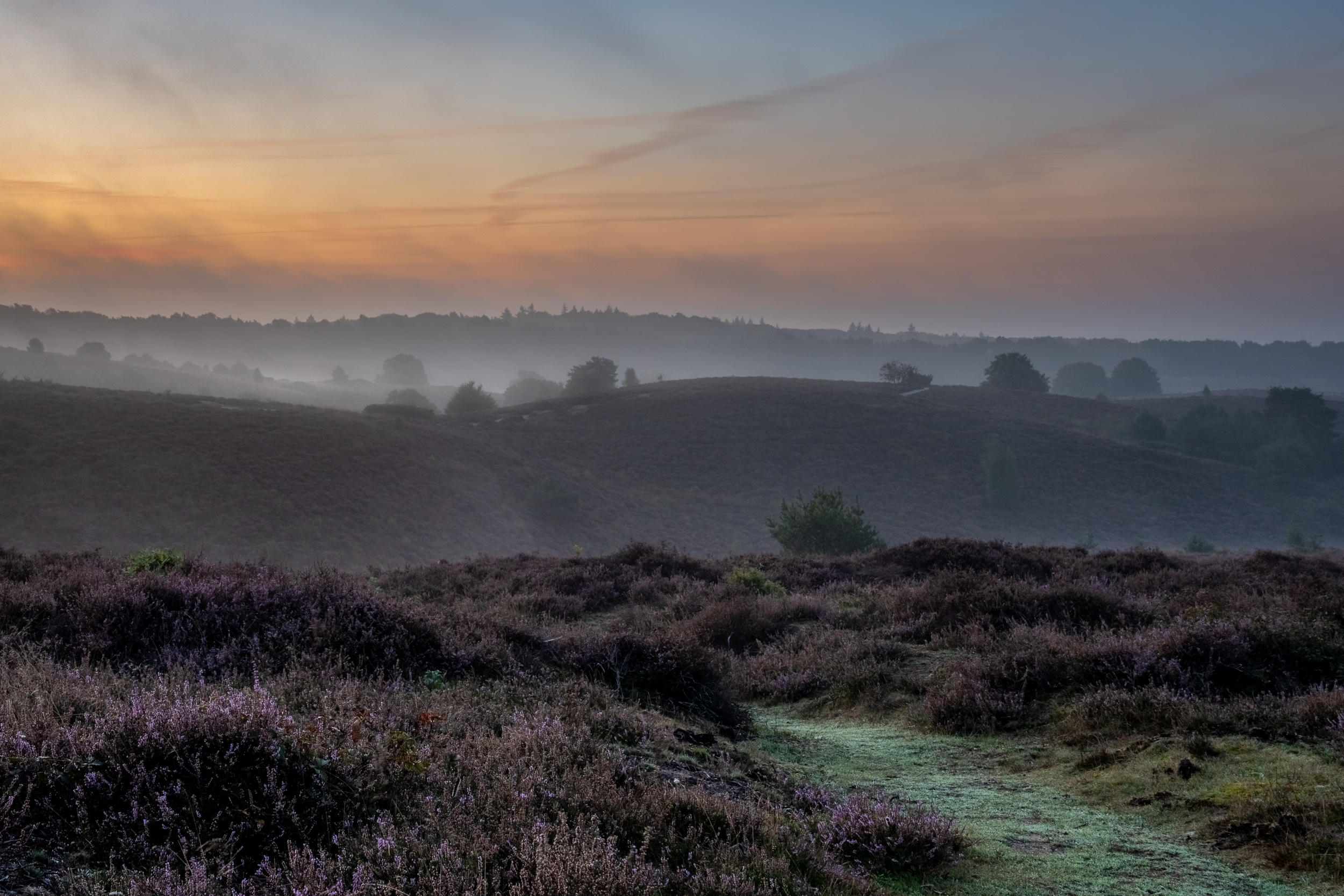 Heidelandschaft mit Nebel in der Morgendämmerung