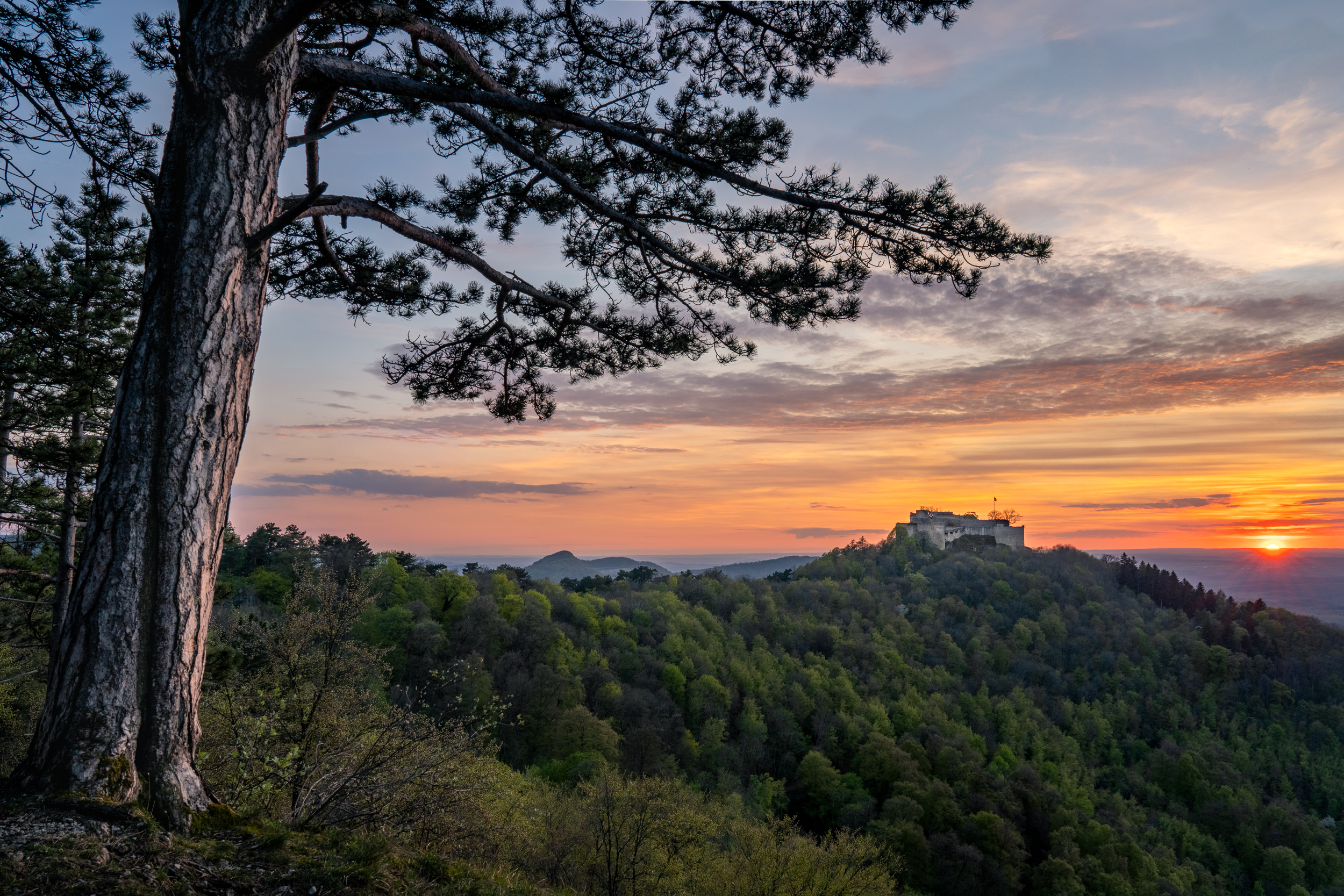 Burg Hohenneuffen auf bewaldetem Bergrücken bei Sonnenuntergang, im Vordergrund eine Kiefer