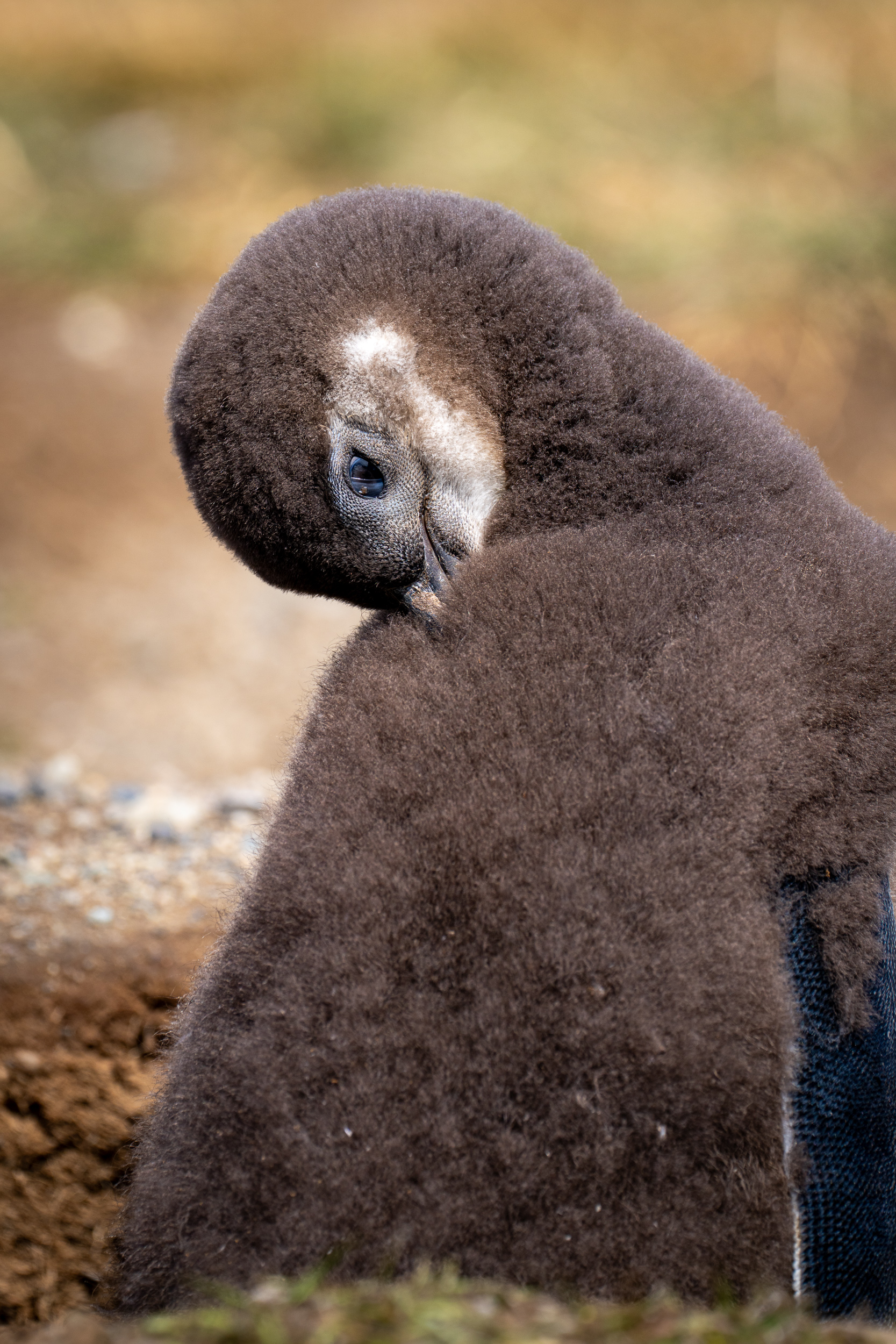 Junger Magellanpinguin putzt sein Gefieder