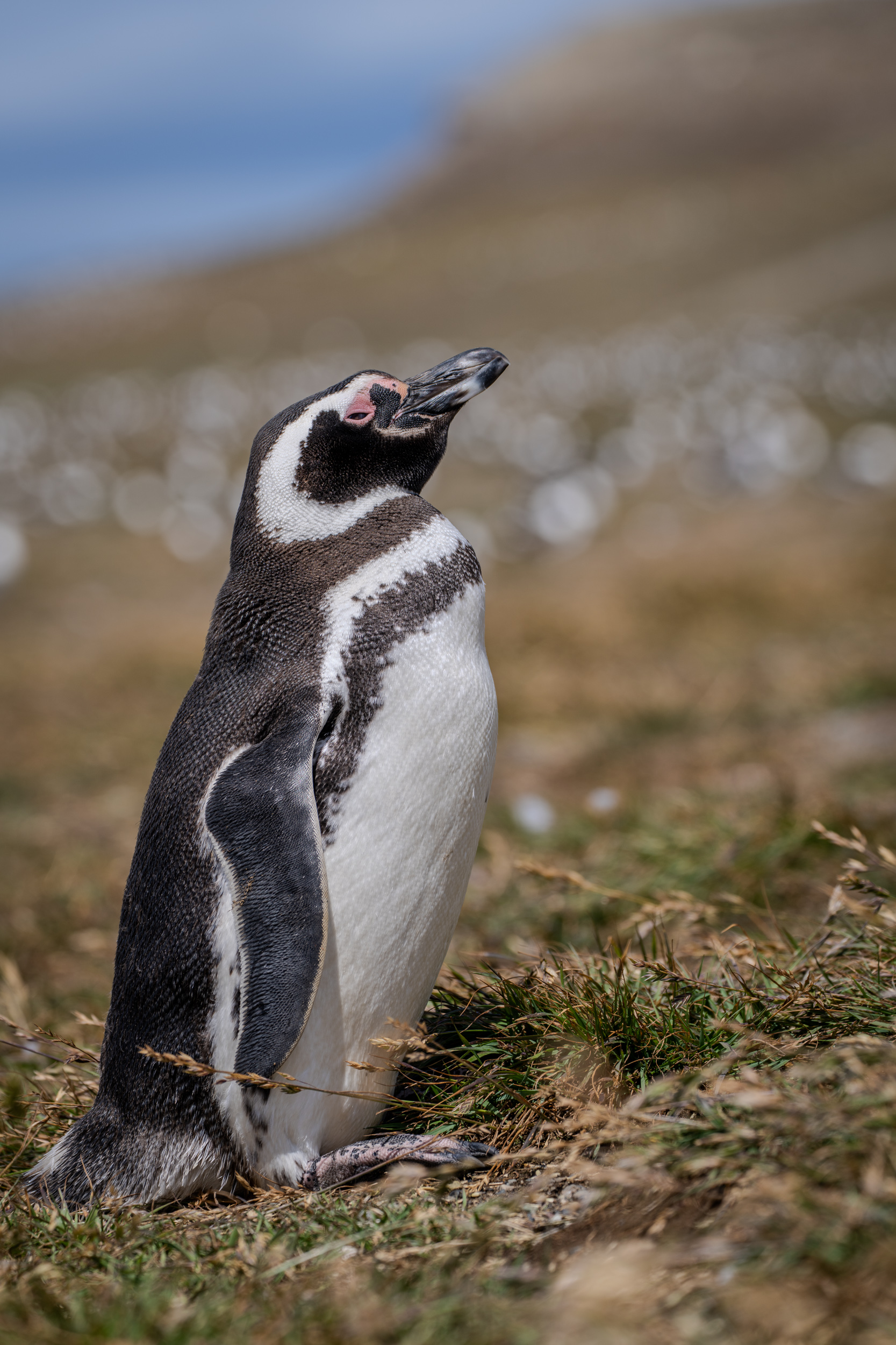 Magellanpinguin im Gras