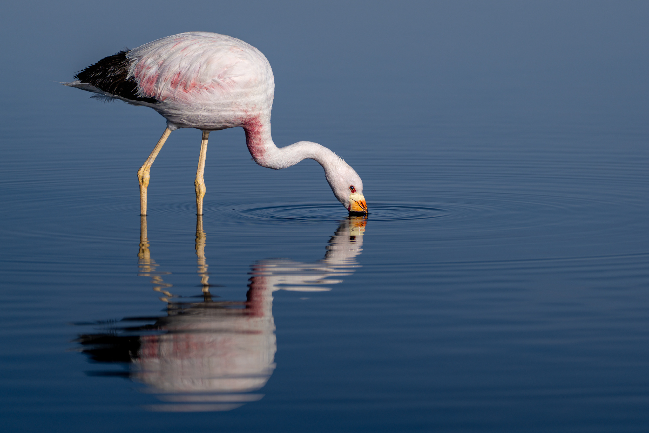 Andenflamingo spiegelt sich im flachen Wasser