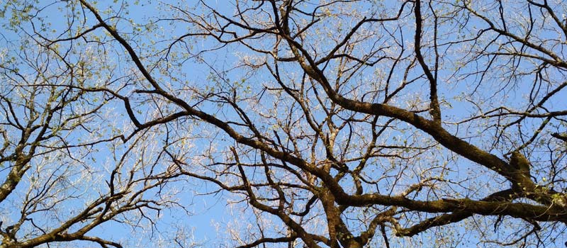 Trees as a planning consideration
