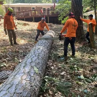 Sergeant Tree Services crew cutting a pine trunk into sections