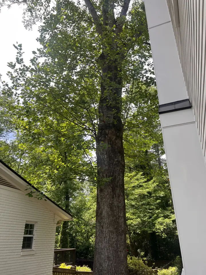 Large poplar between two houses after overhanging limbs were reduced