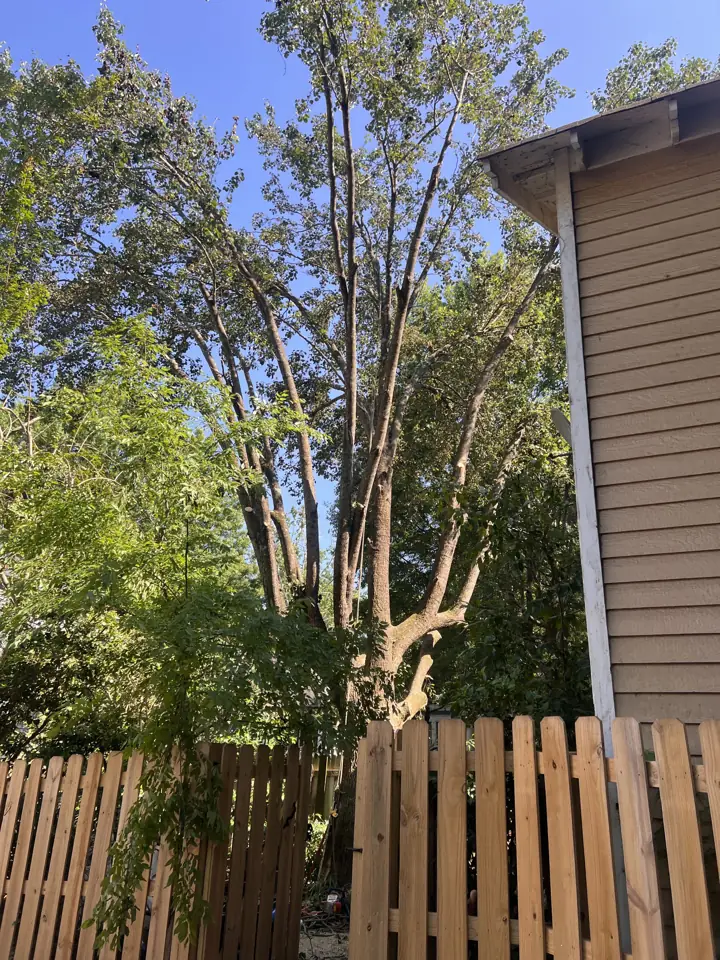 Trimmed hardwood over a backyard fence next to the house