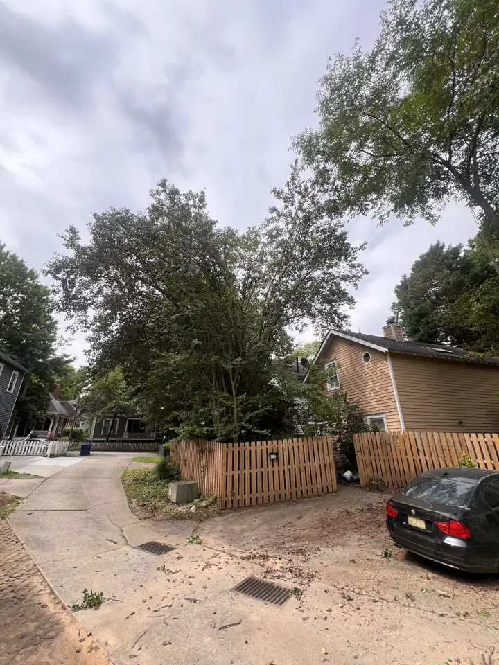 Trees along a fence line and driveway after trimming and cleanup