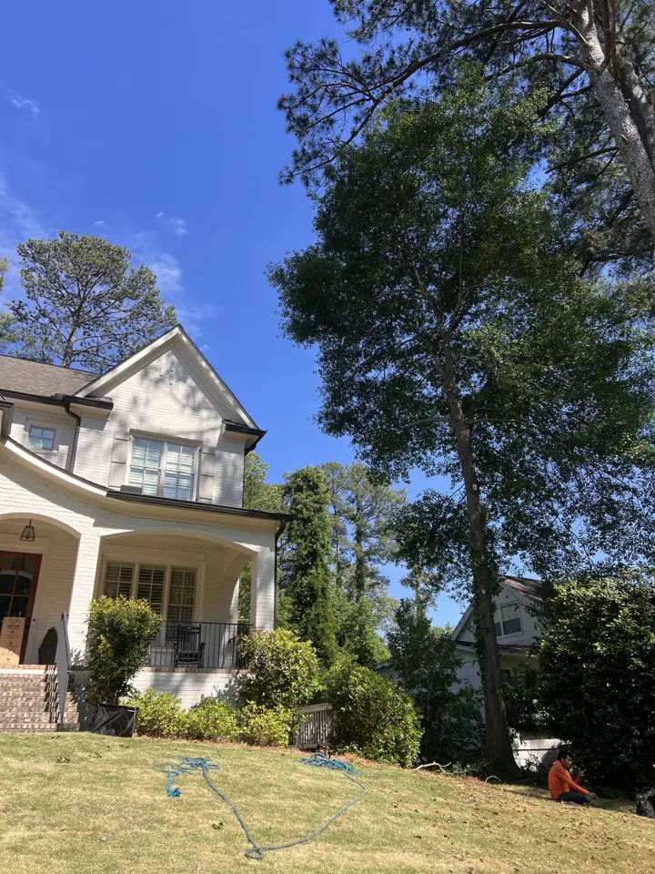 Front yard trees trimmed clear of the roofline by Sergeant Tree Services