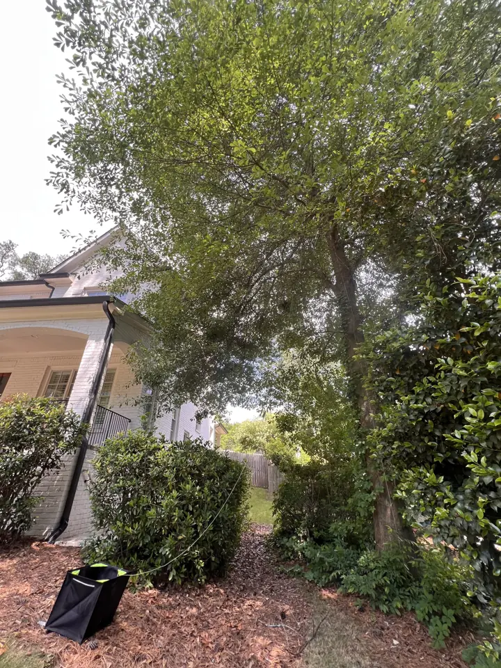 Overgrown tree crowding the side of a house before trimming