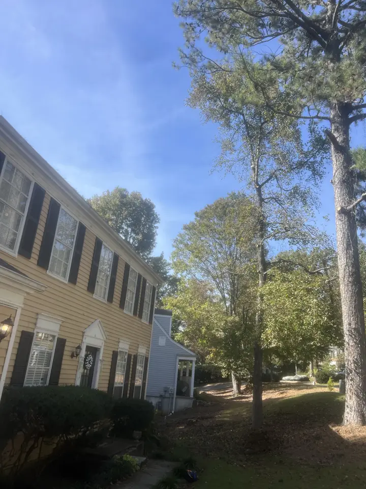 After: pine limbs over the house removed with clean cuts at the trunk